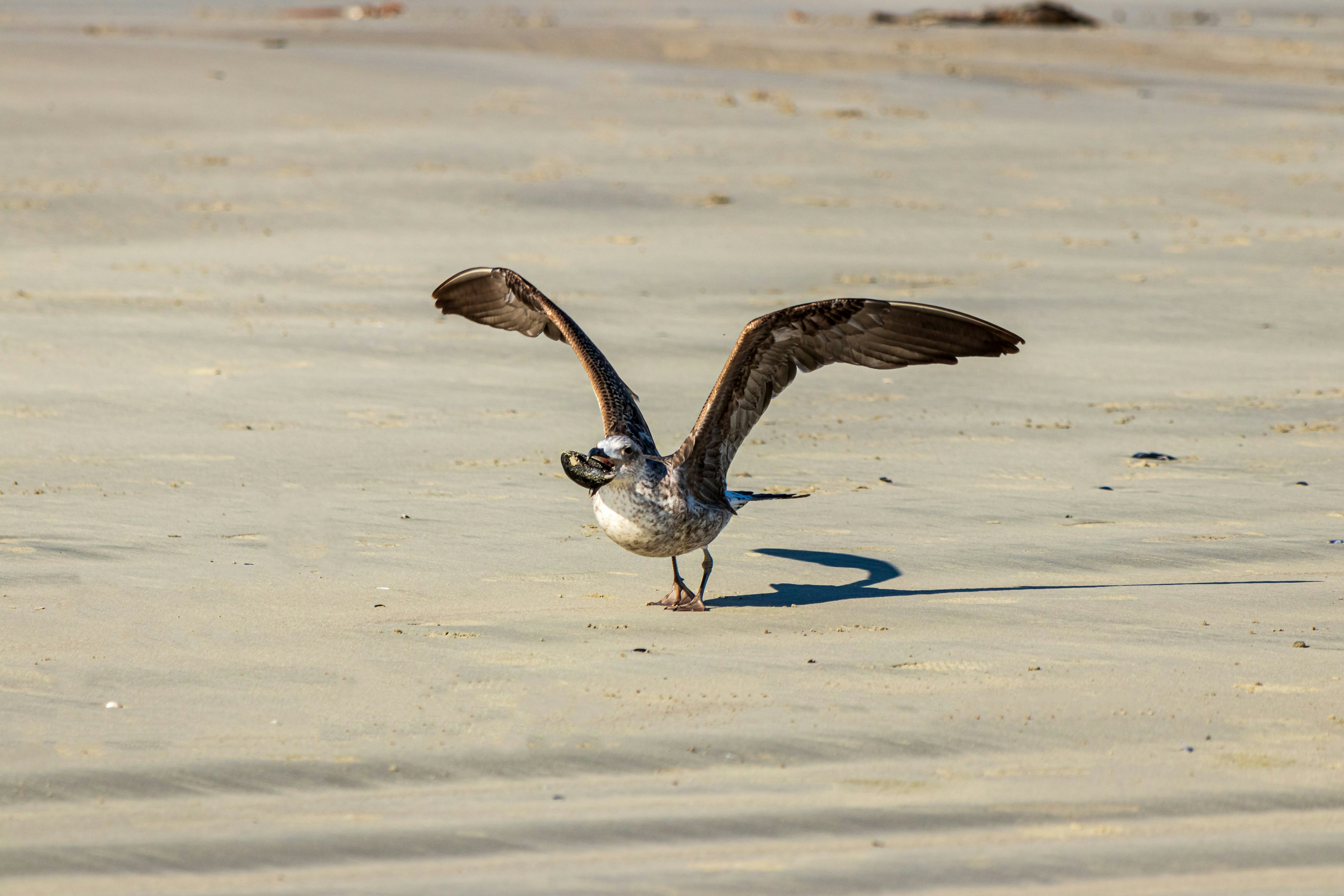 A seagull landing on the beach with its wings spread