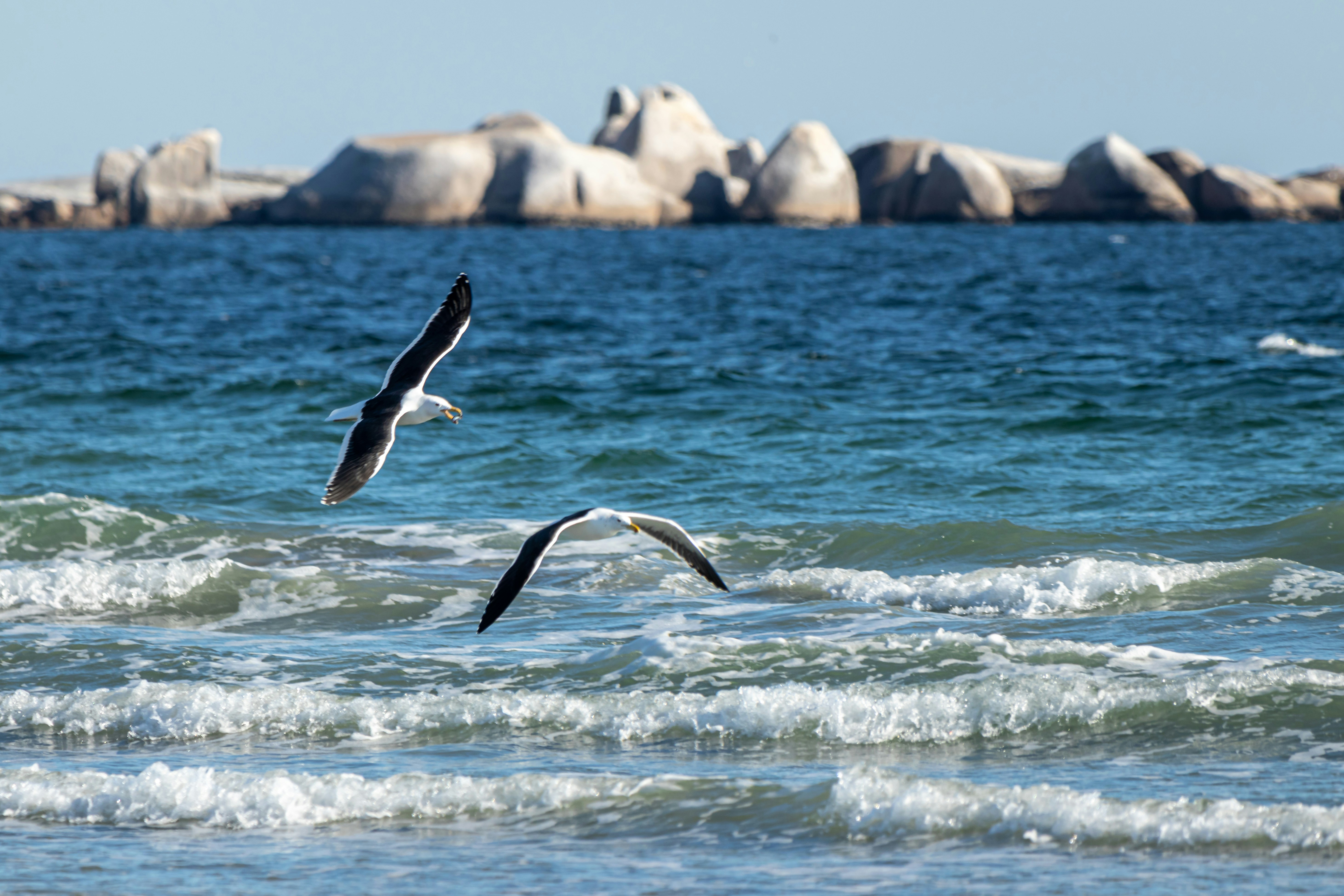 two seagulls flying over the ocean