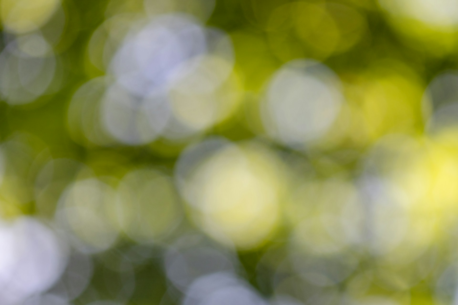 A blurry photo of a green and white tree