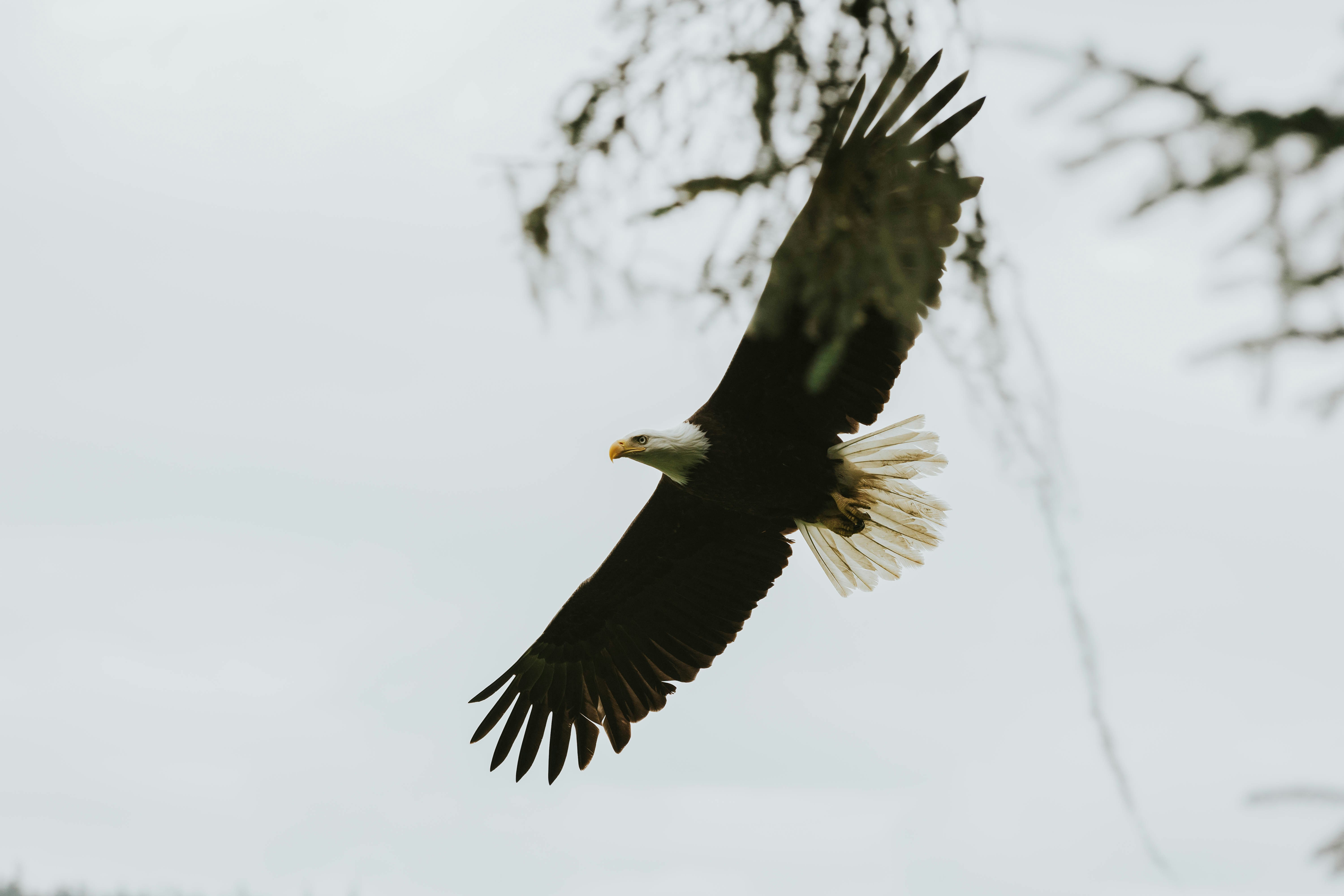 Ein Weißkopfseeadler, der mit einem Baum im Hintergrund durch die Lüfte schwebt