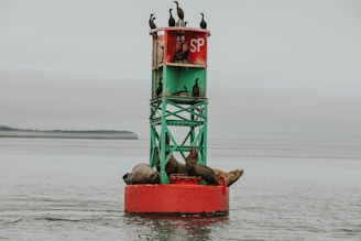 A group of seagulls sitting on top of a red buoy