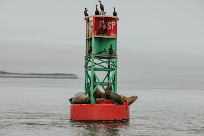 A group of seagulls sitting on top of a red buoy