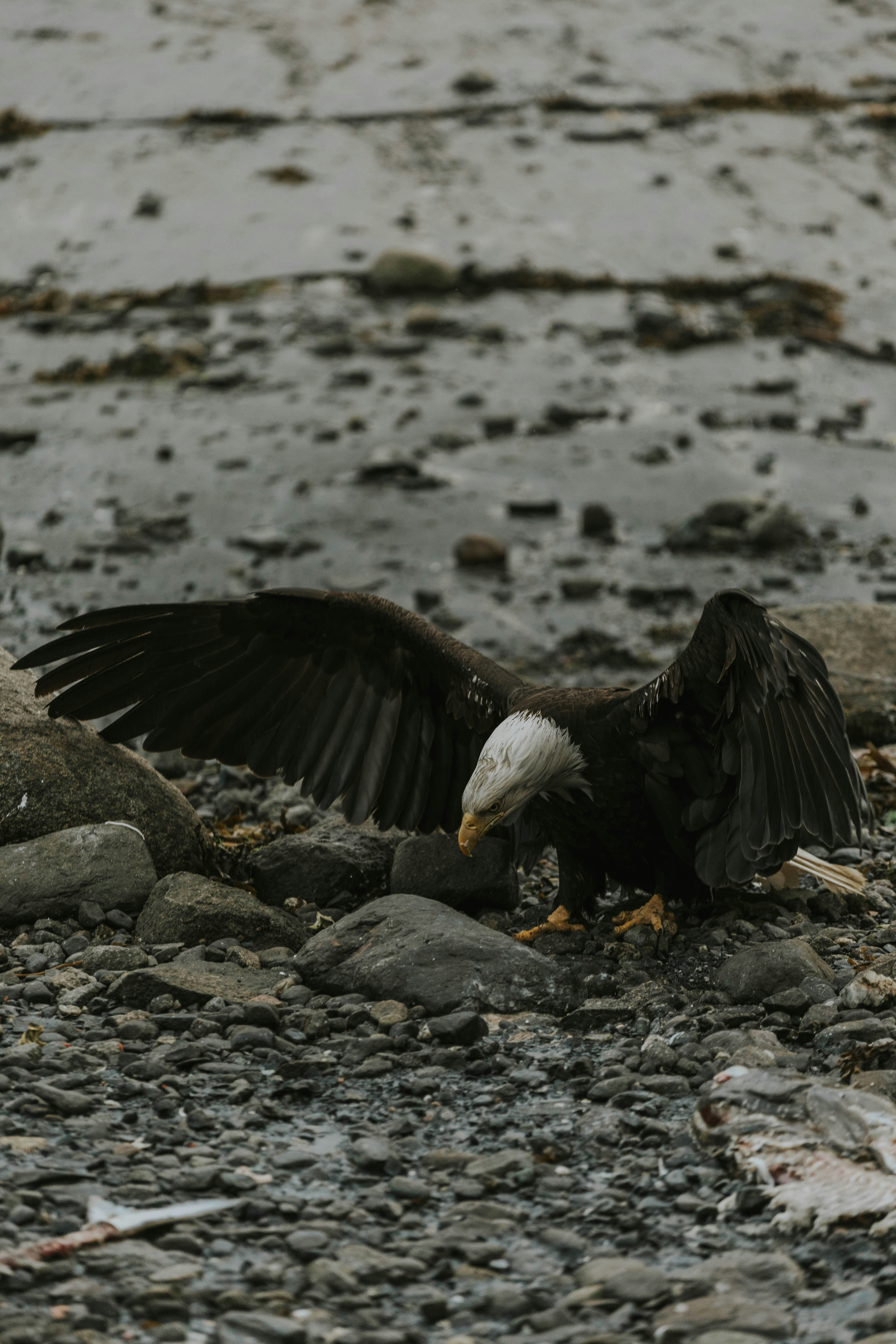 Ein Adler breitet seine Flügel an einem felsigen Strand aus