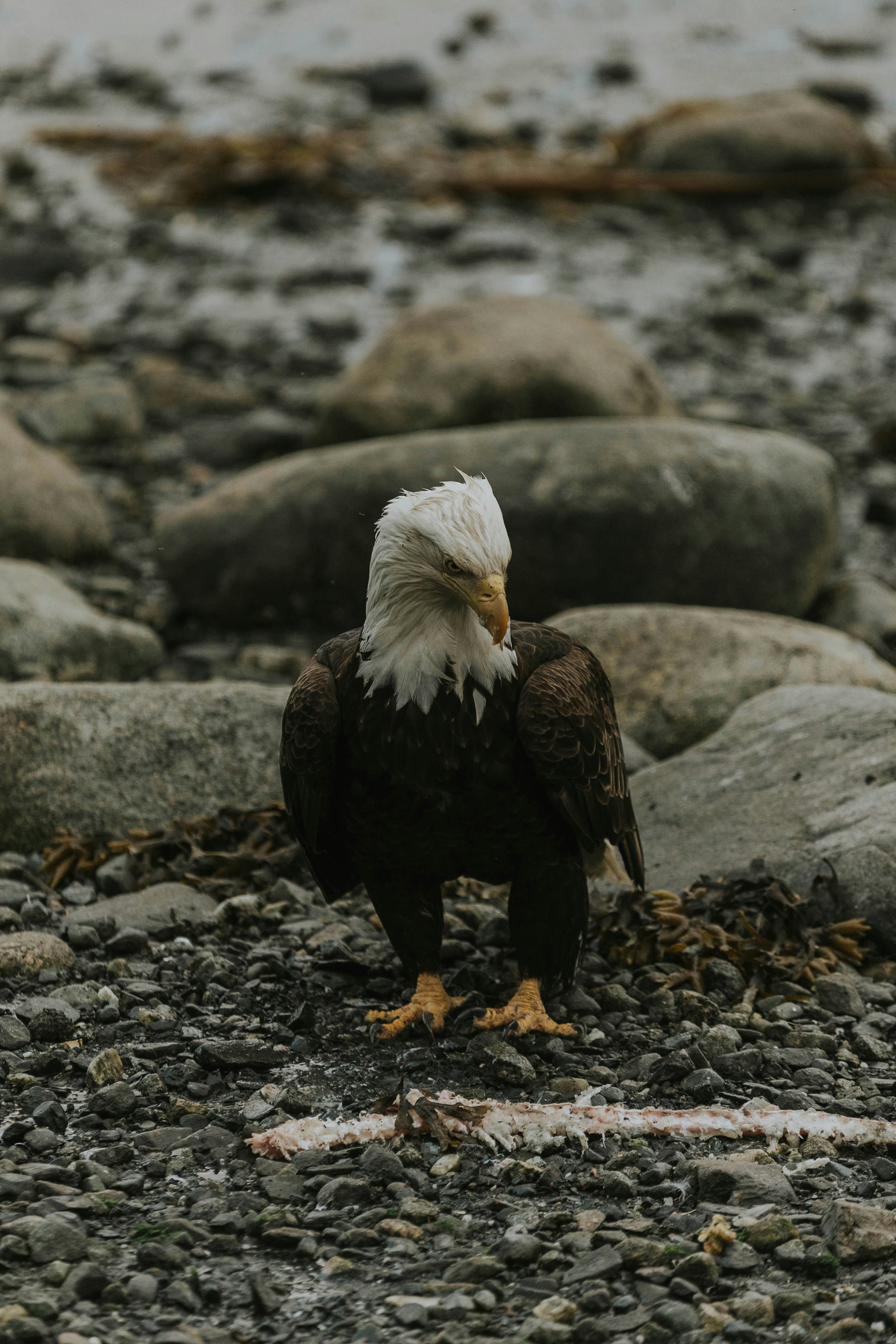 Ein Weißkopfseeadler, der an einem felsigen Strand steht