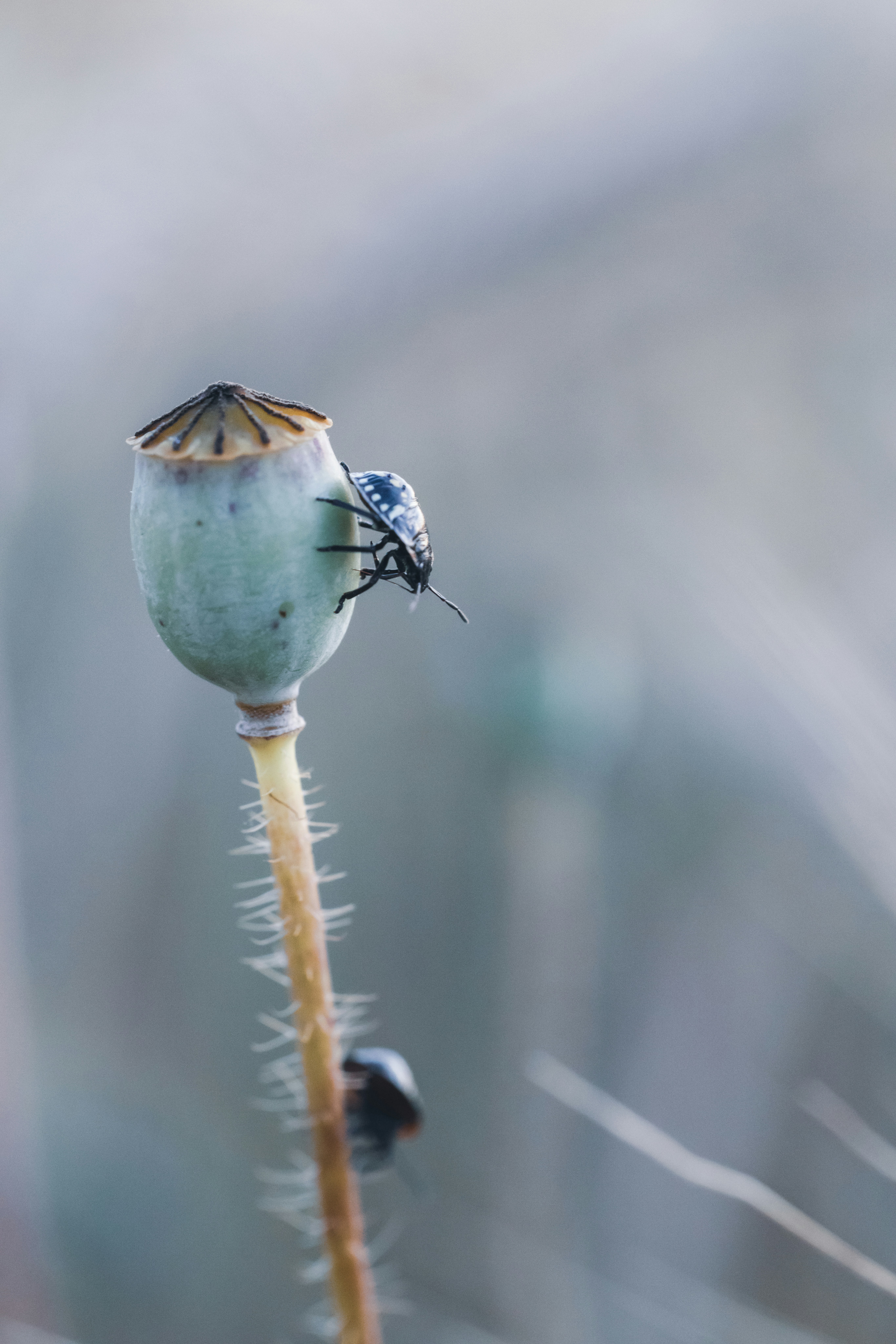 A bug sitting on top of a flower in a field photo – Free Flower Image ...