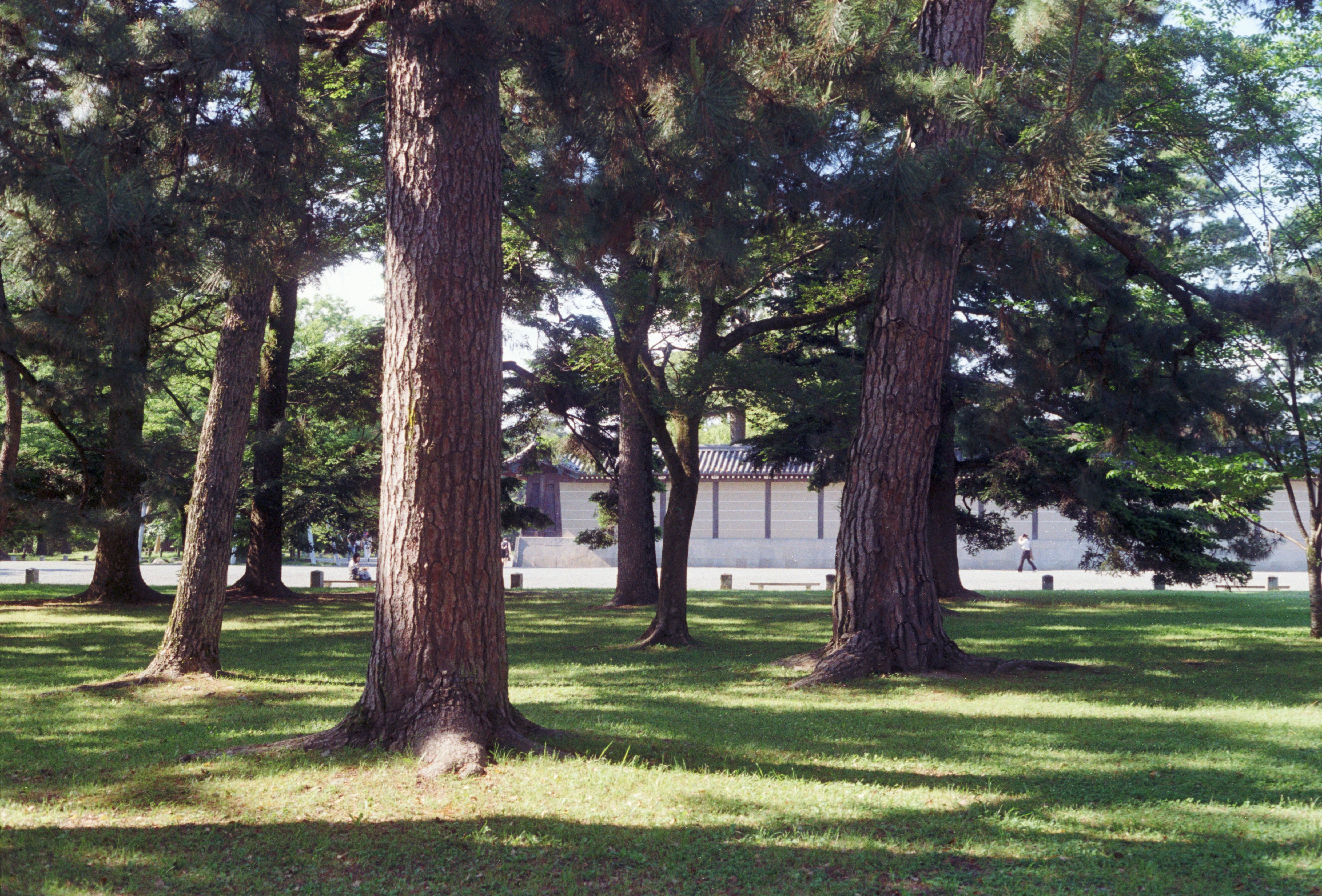 A group of trees that are in the grass
