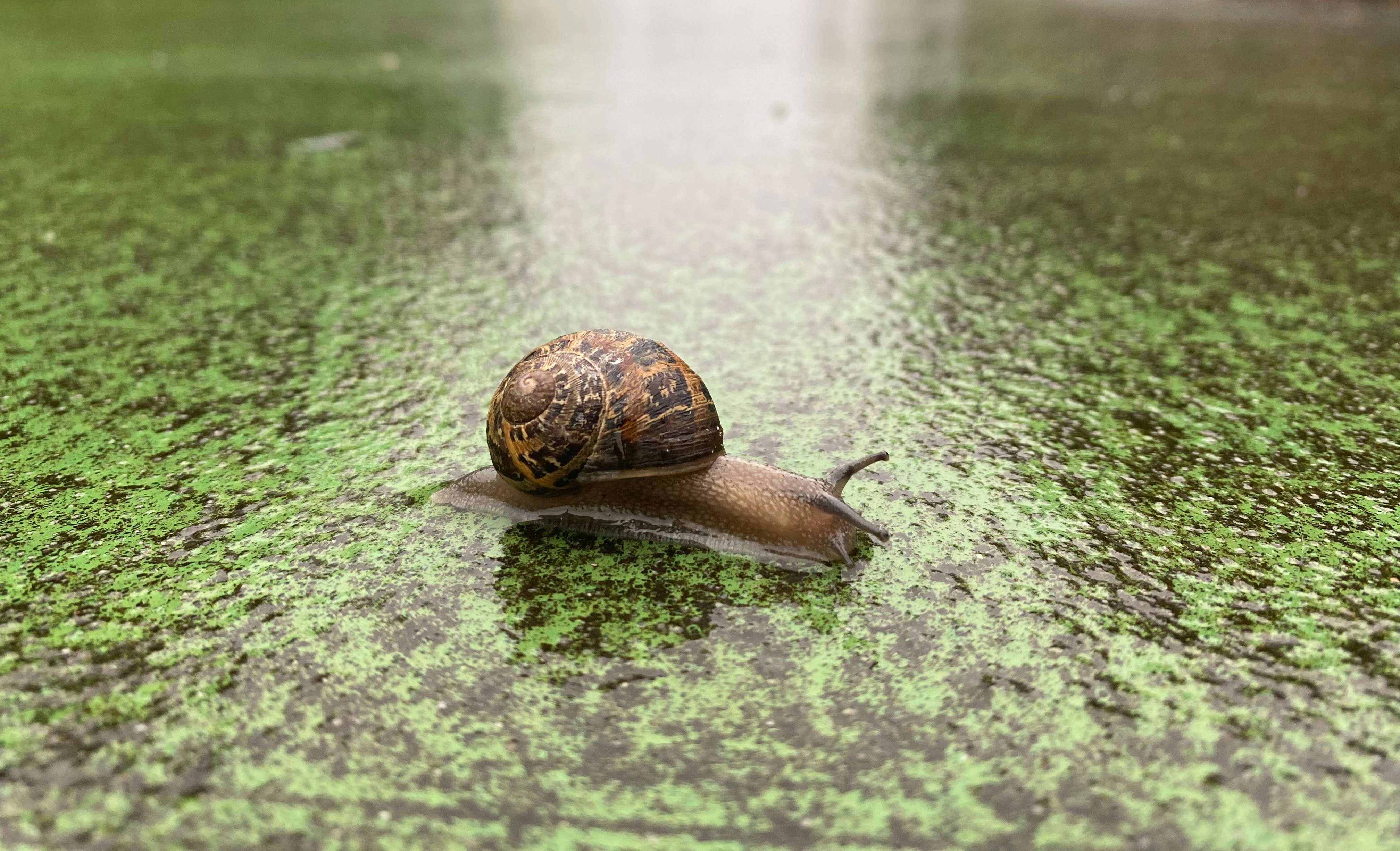 A snail that is sitting on the ground