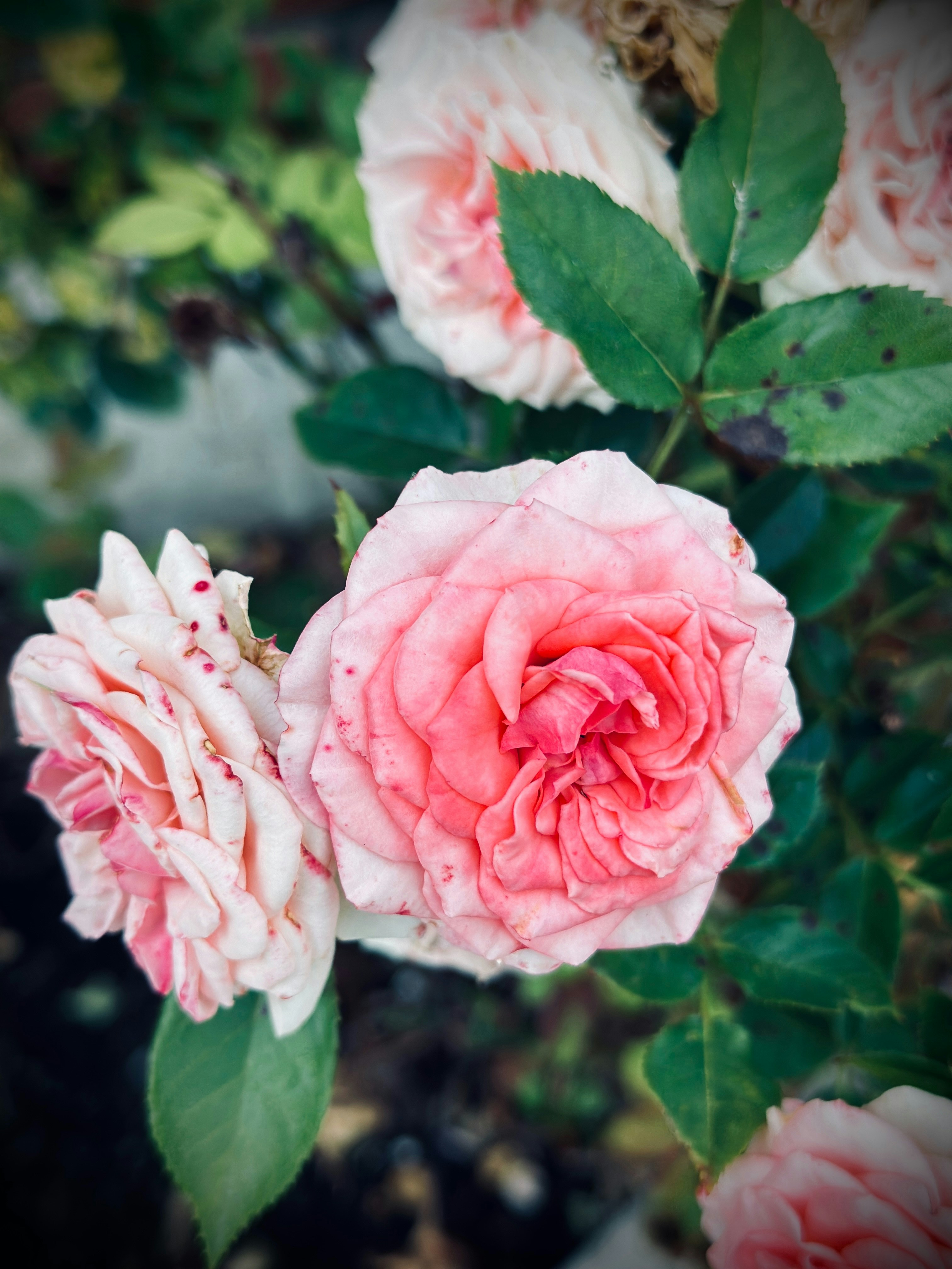 Photo by mdeepkandola