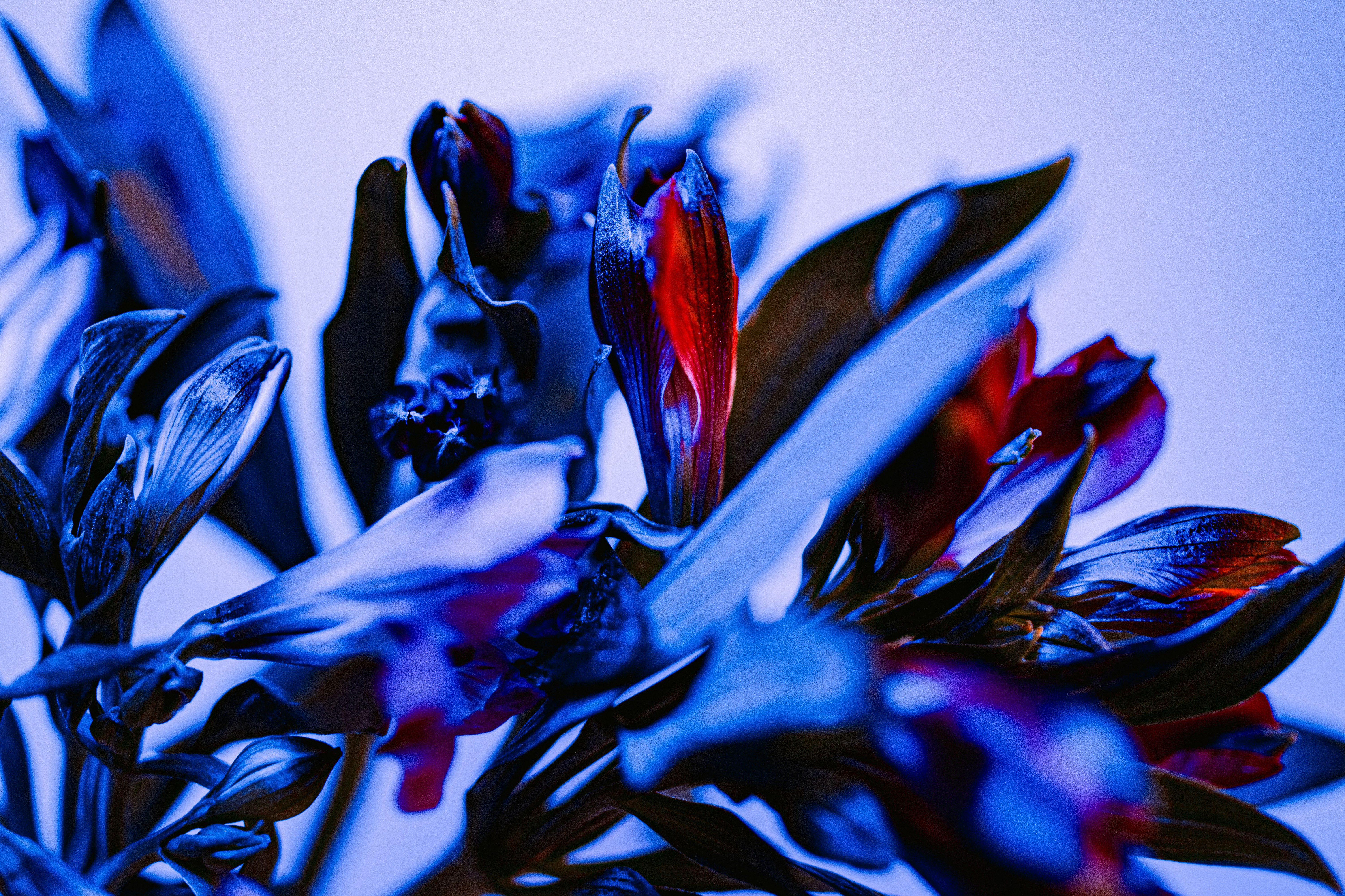 A close up of a plant with red and blue flowers