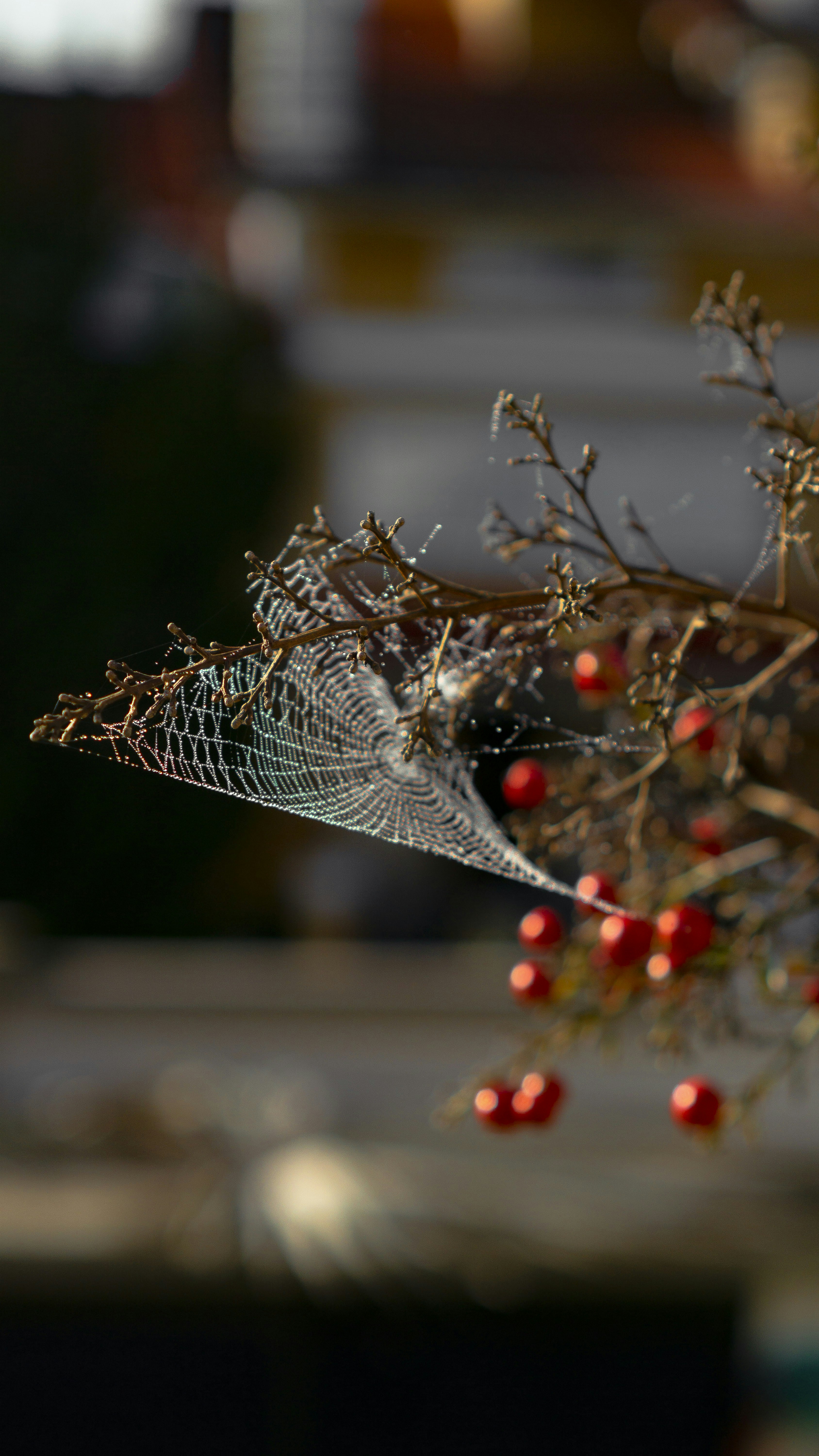A close up of a plant with berries on it