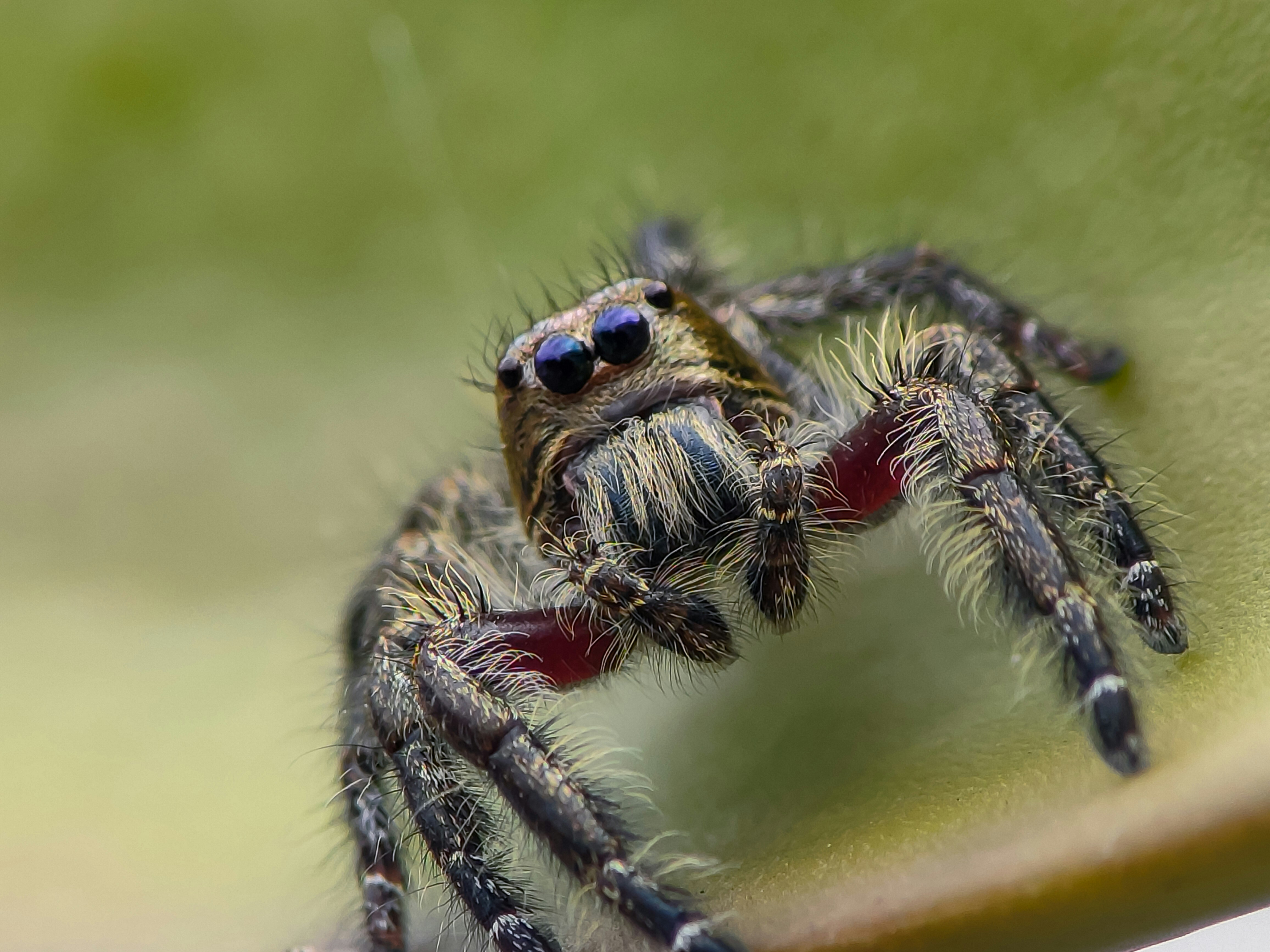 A close up of a spider on a leaf