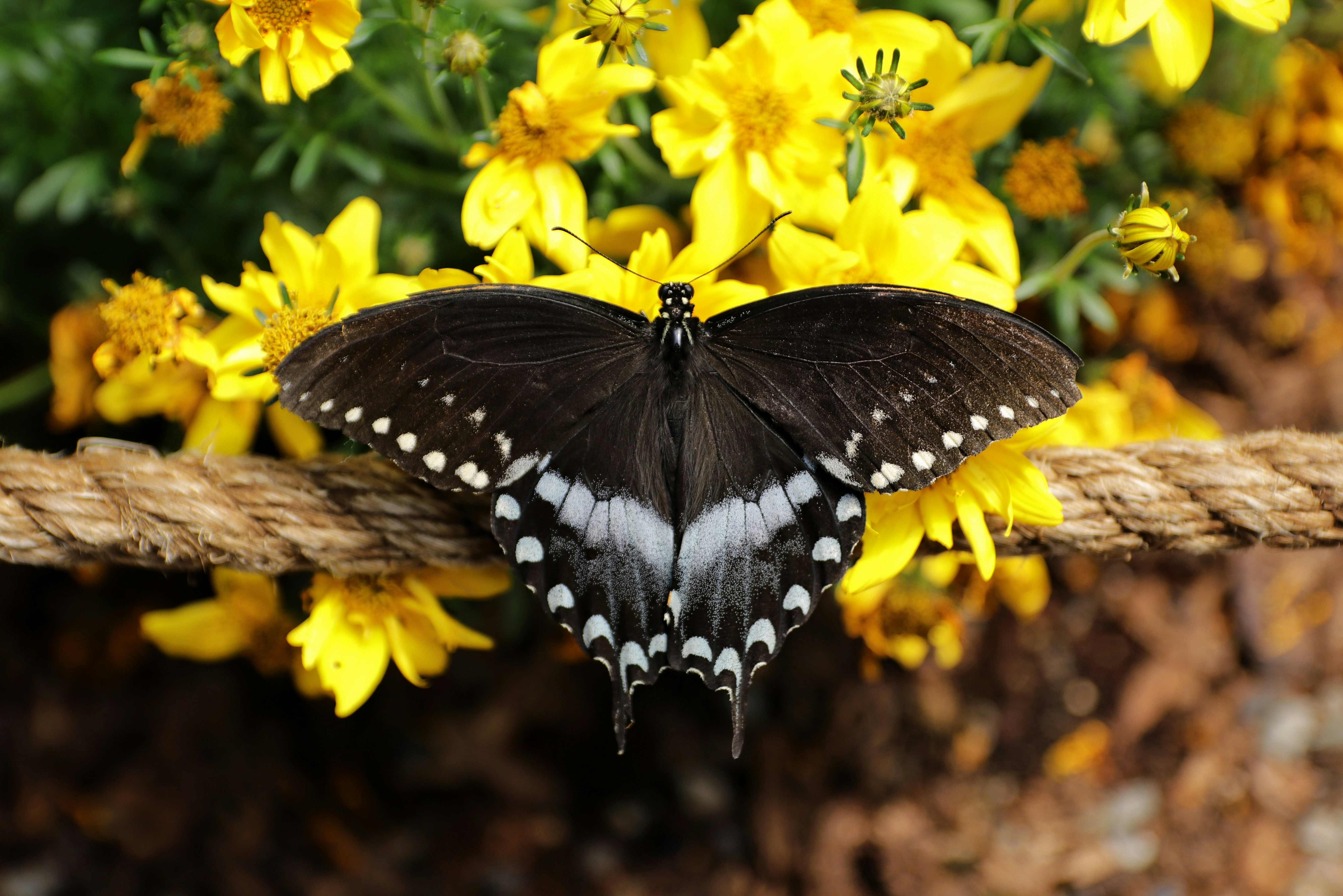 A black and white butterfly sitting on a rope