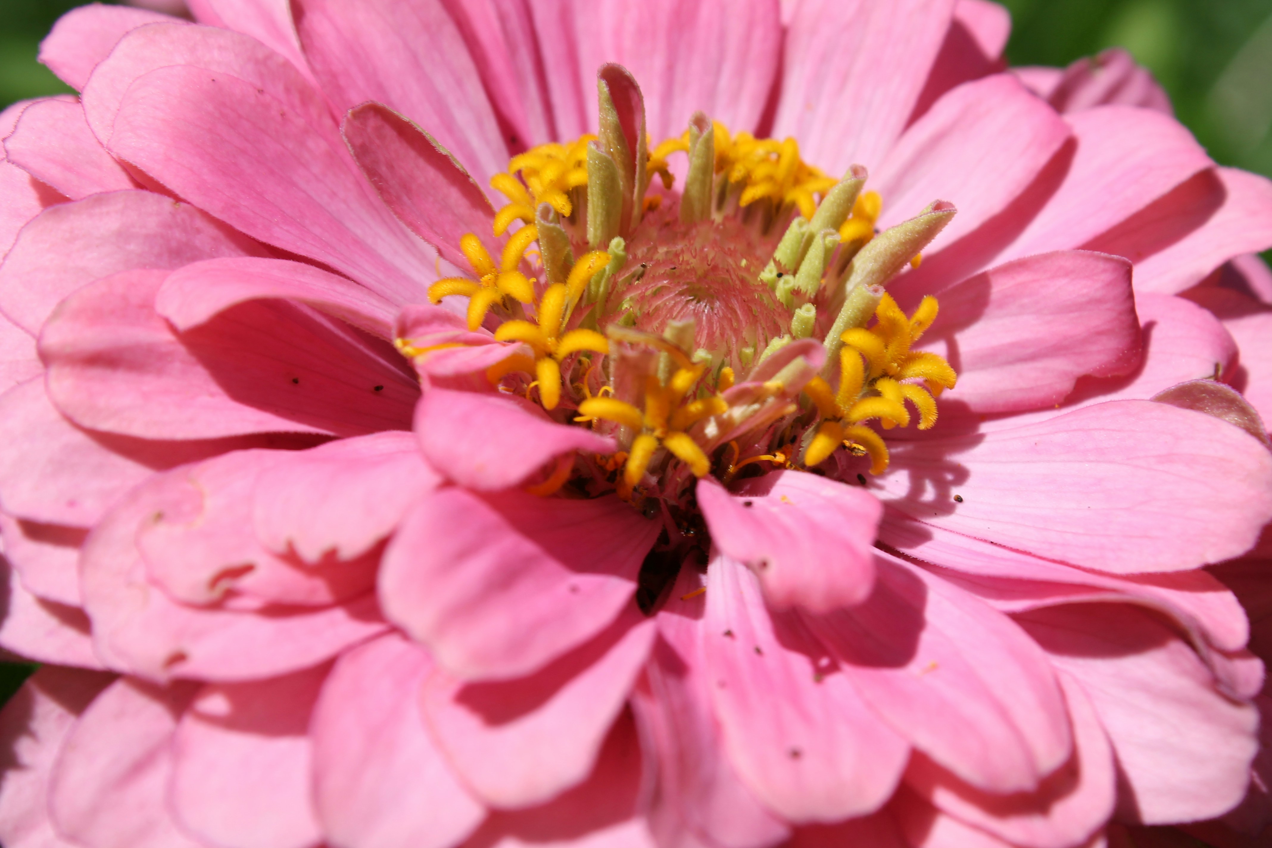 Photo by nicholassorrenti