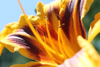A close up of a yellow and red flower
