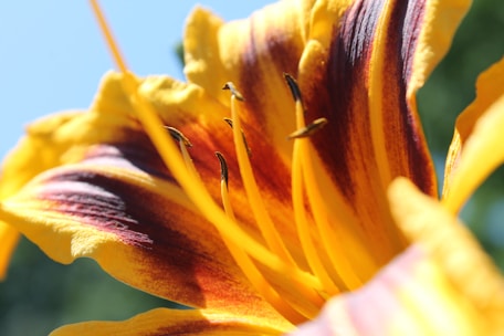 A close up of a yellow and red flower