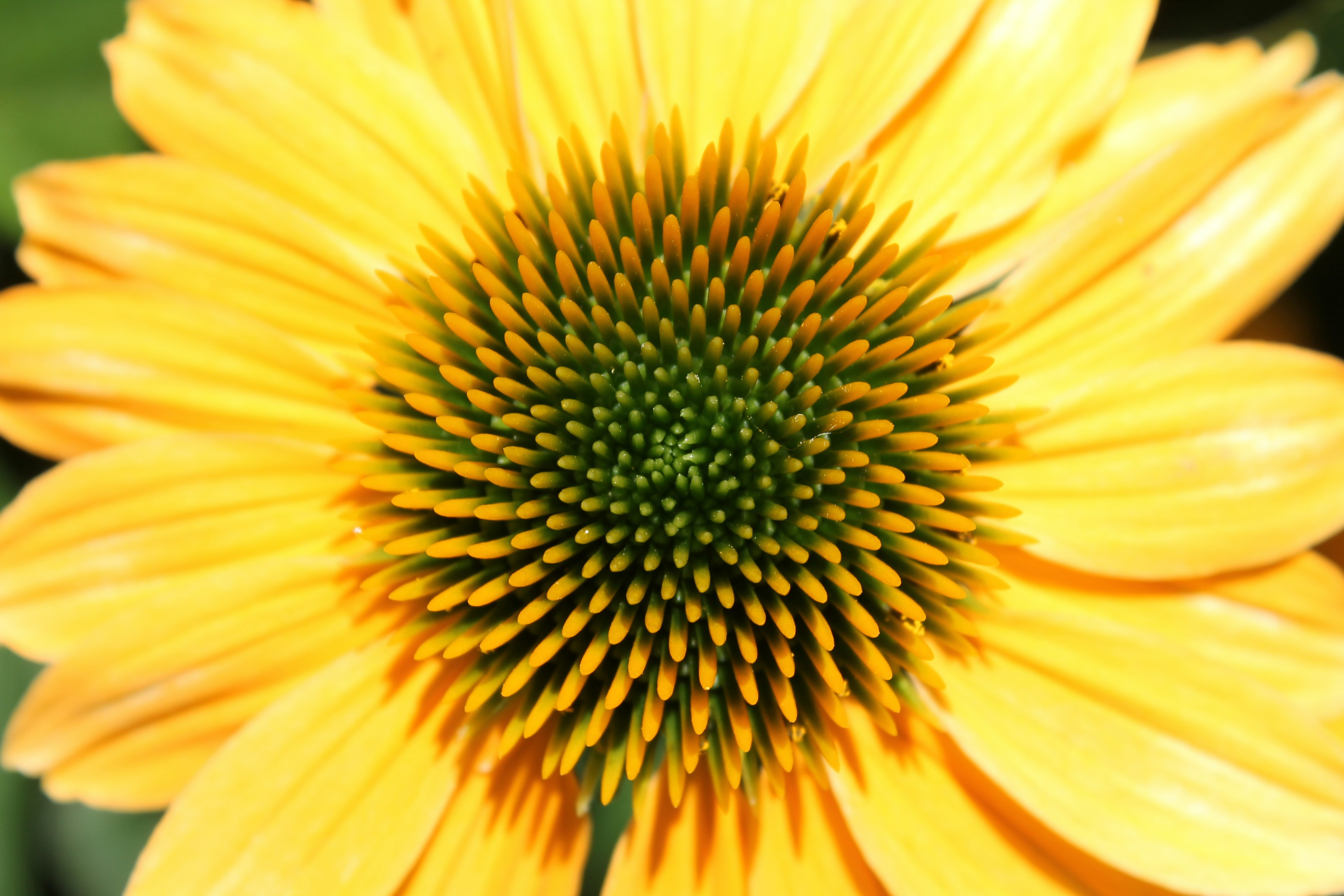 Photo by nicholassorrenti