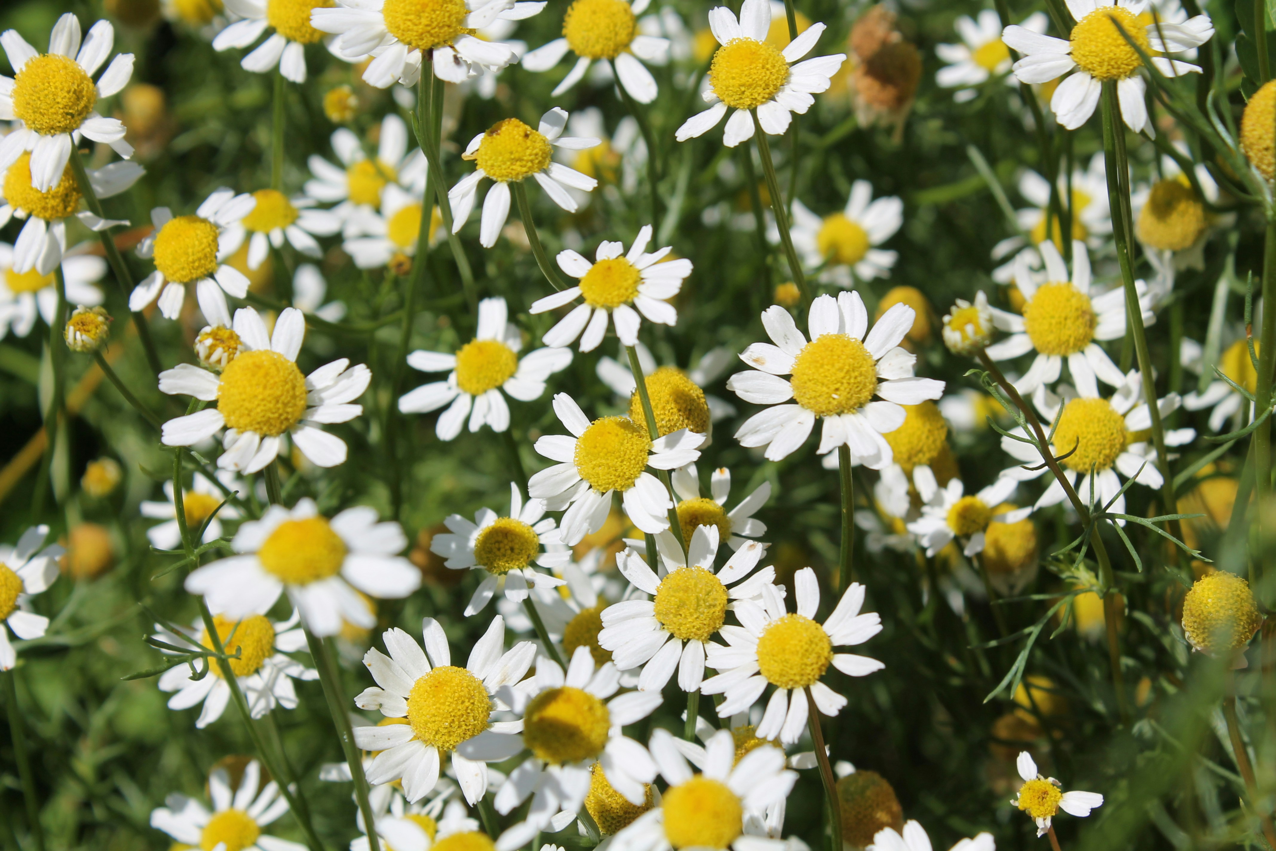 Photo by nicholassorrenti