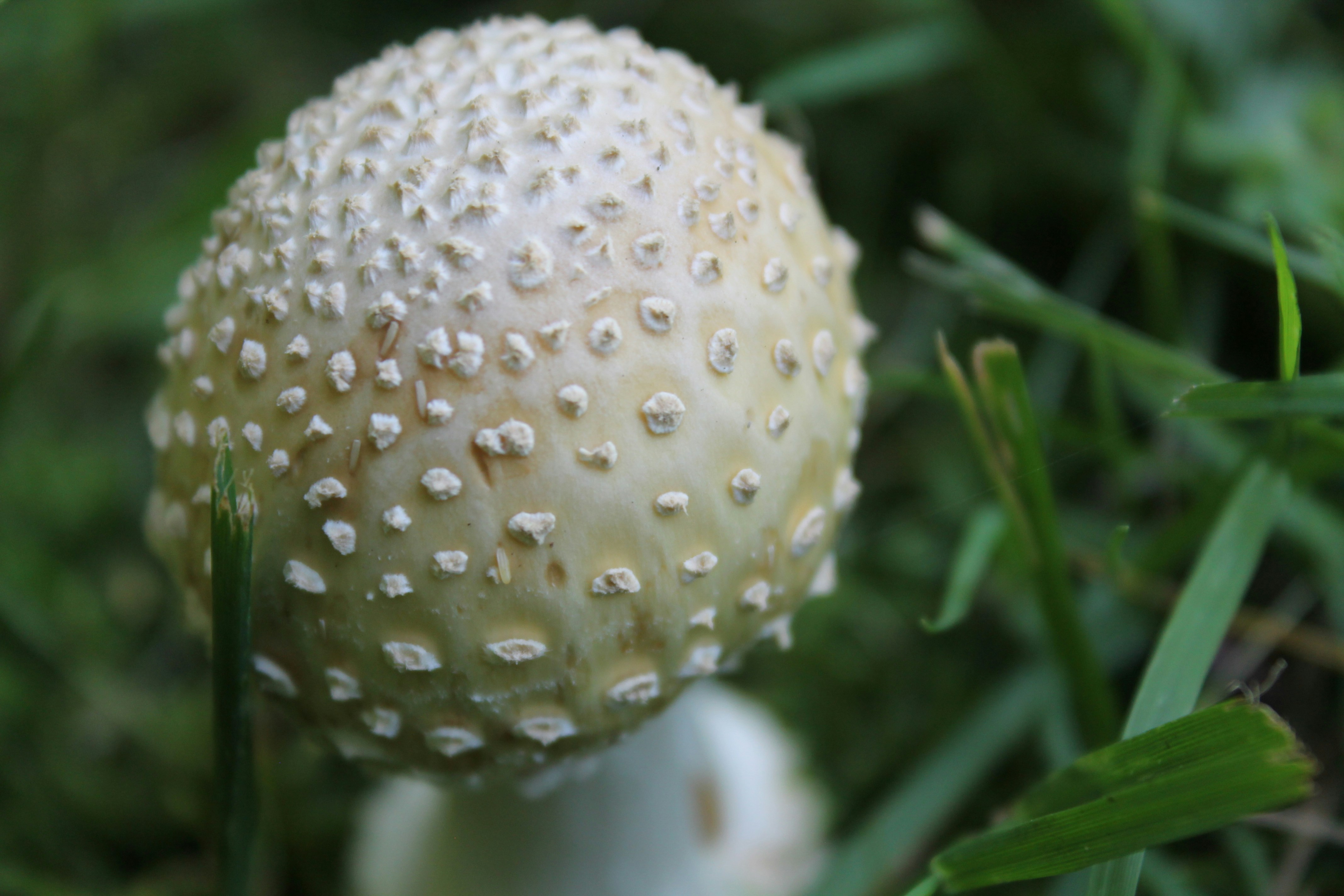 Photo by nicholassorrenti