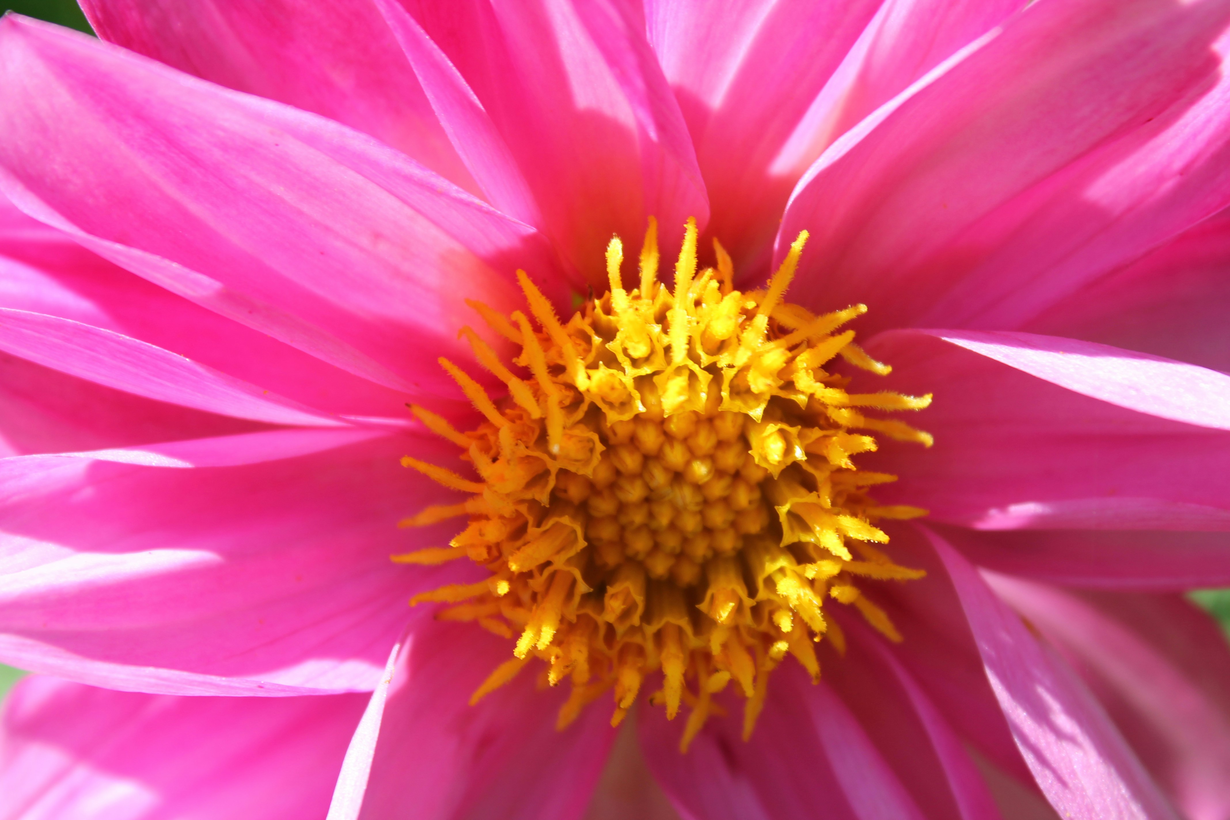 A close up of a pink flower with a yellow center