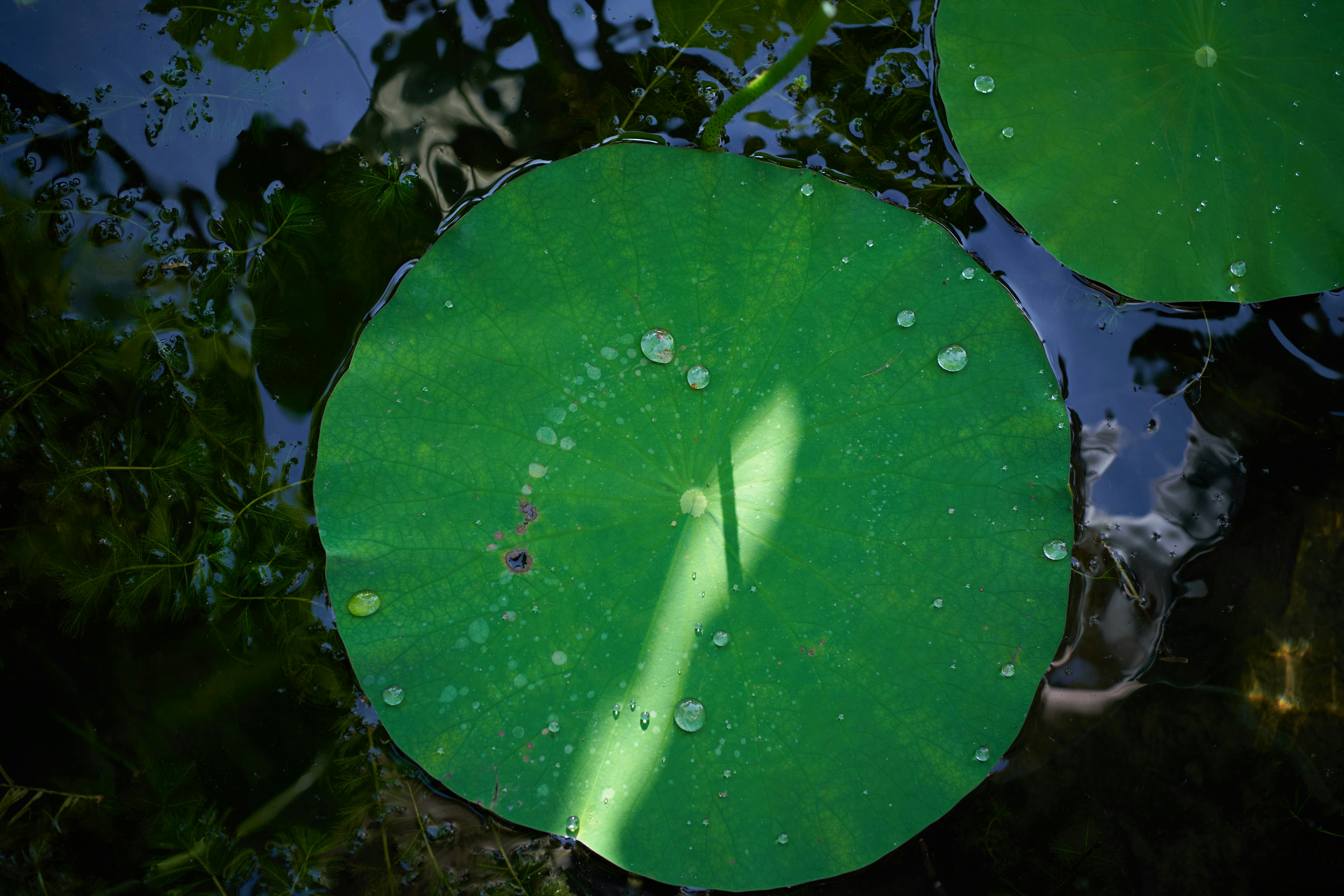 수역 위에 떠 있는 녹색 잎