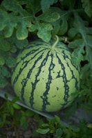 A watermelon sitting on top of a green plant
