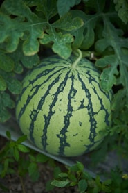 A watermelon sitting on top of a green plant