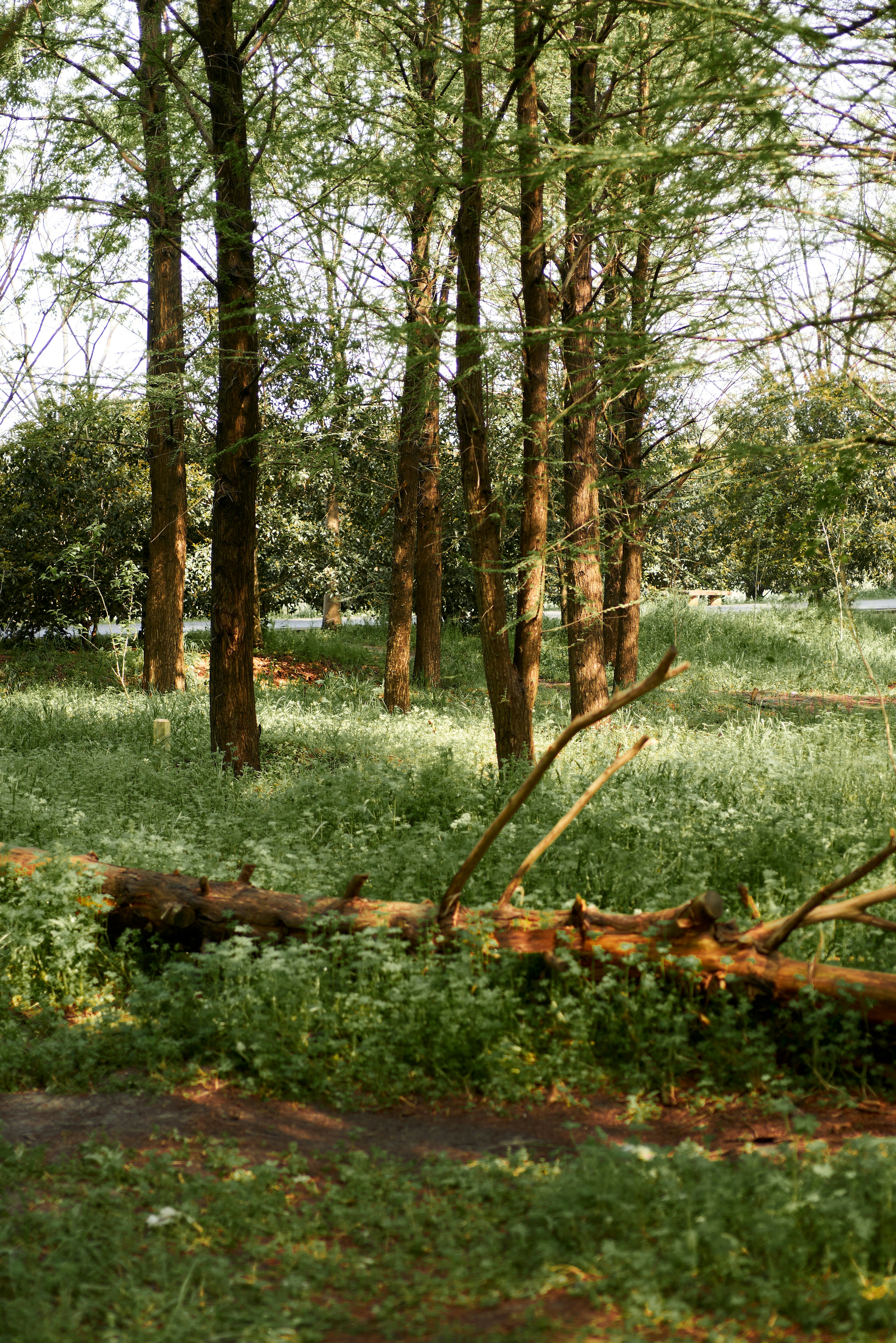 숲 한가운데에 앉아 있는 쓰러진 나무