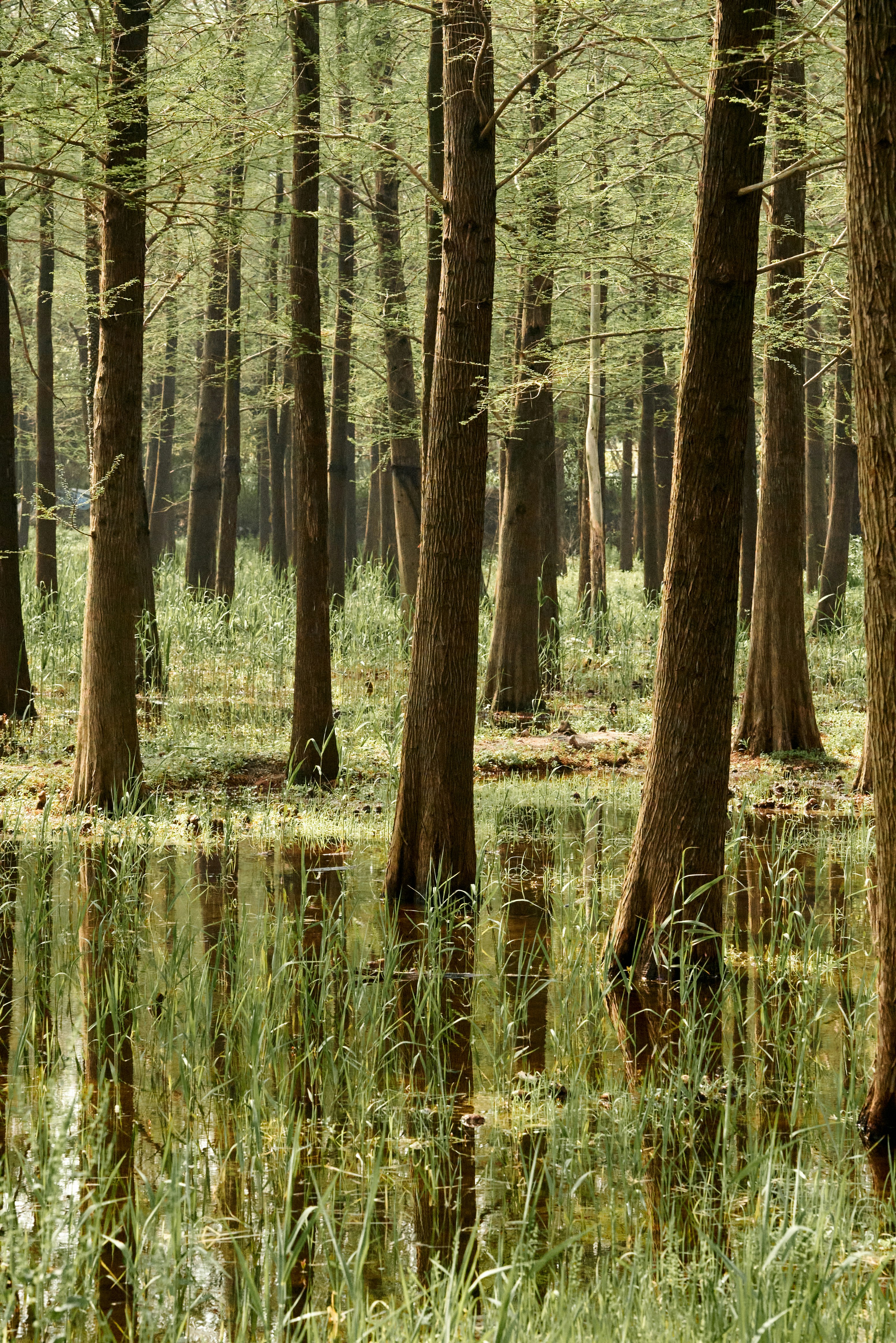키 큰 나무가 많은 숲