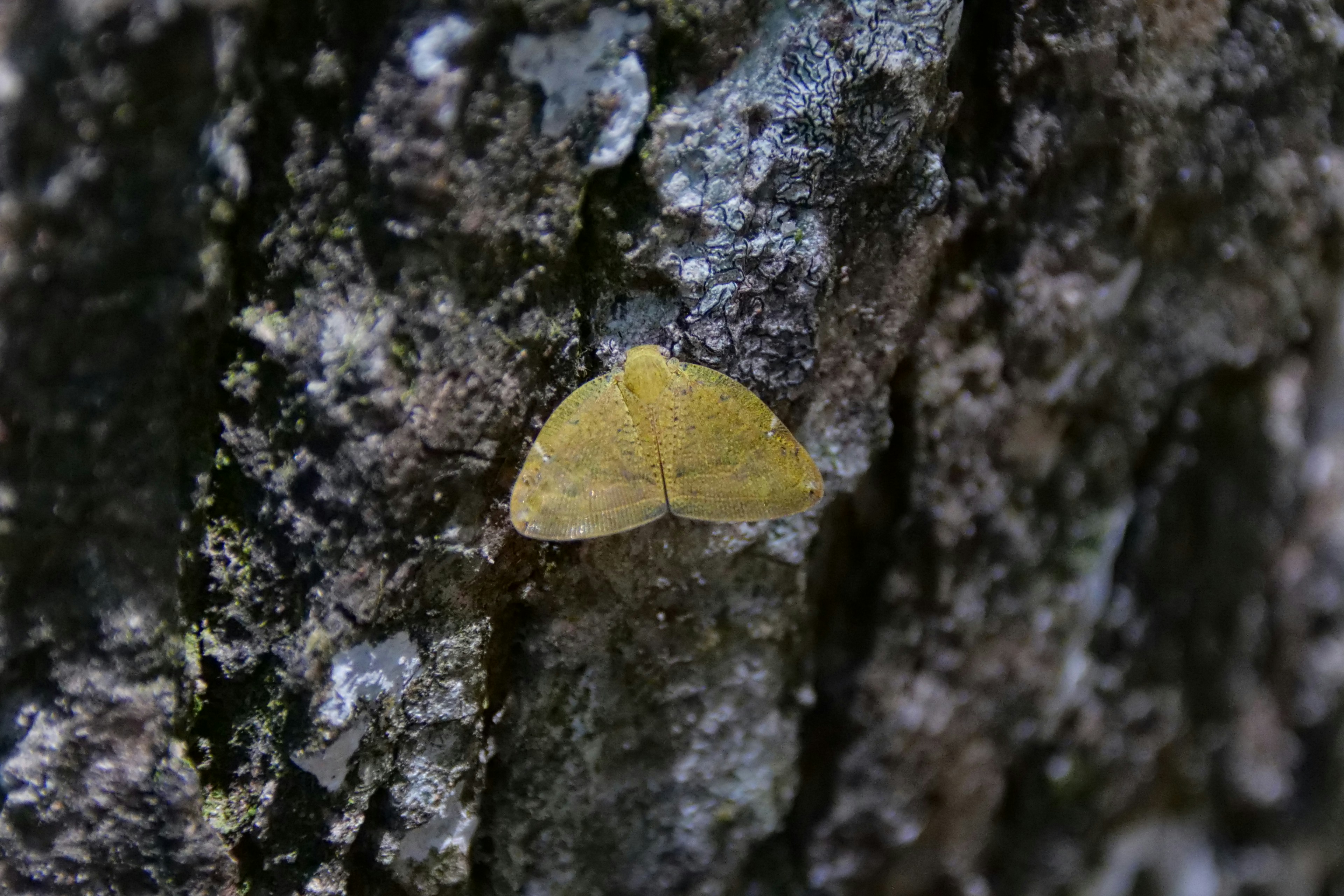 A small yellow leaf on the bark of a tree