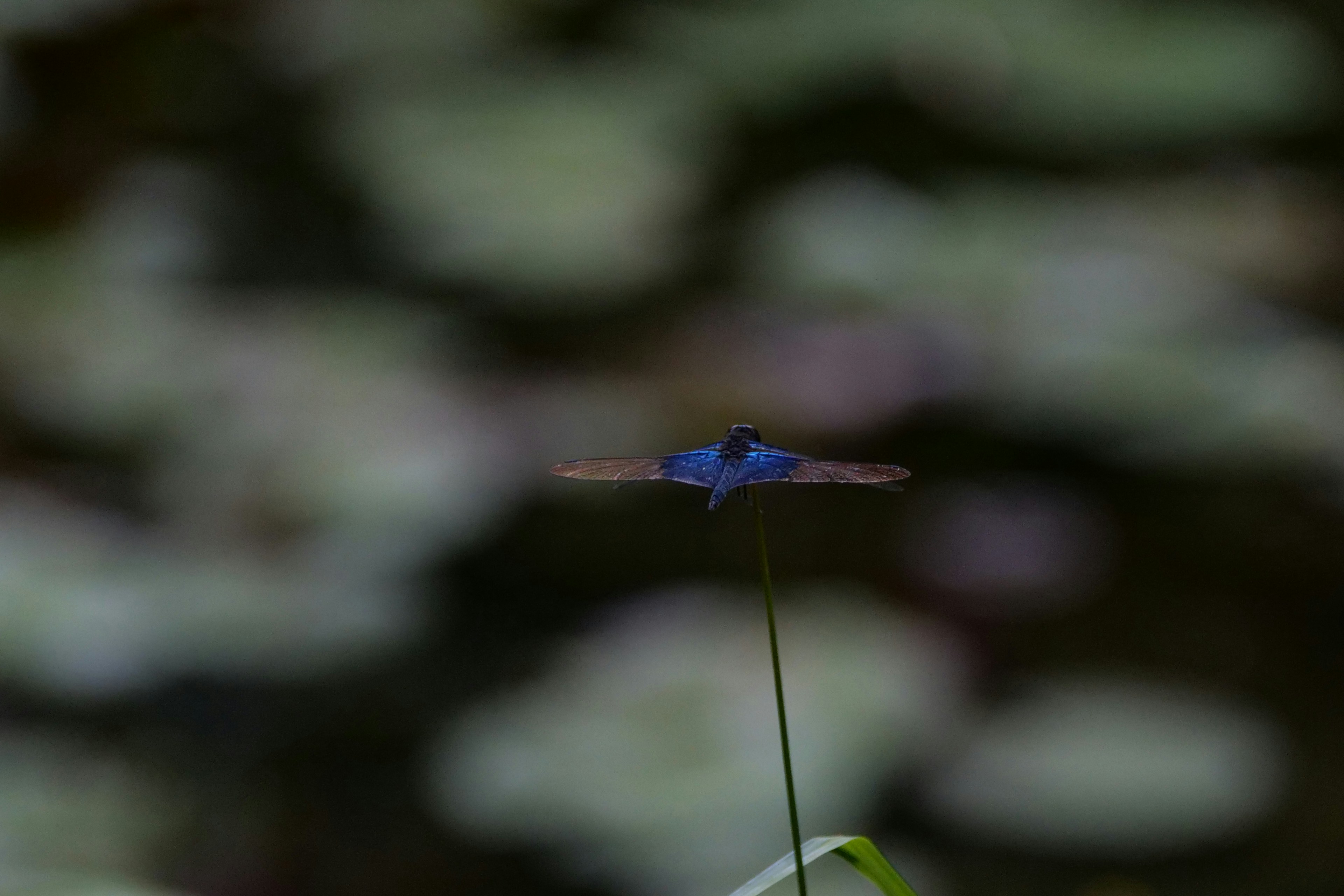A small blue flower sitting on top of a green plant