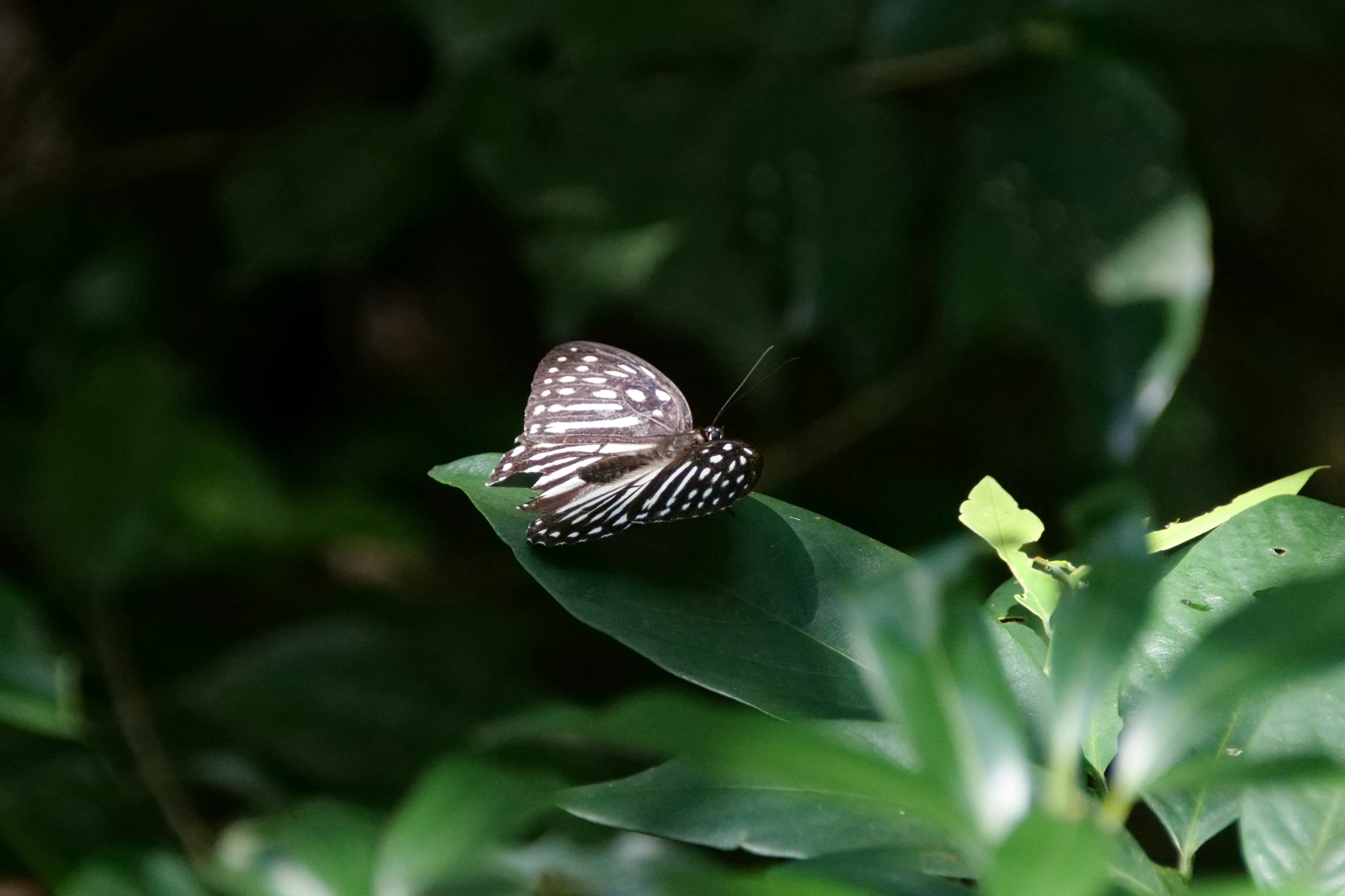 A butterfly sitting on top of a green leaf
