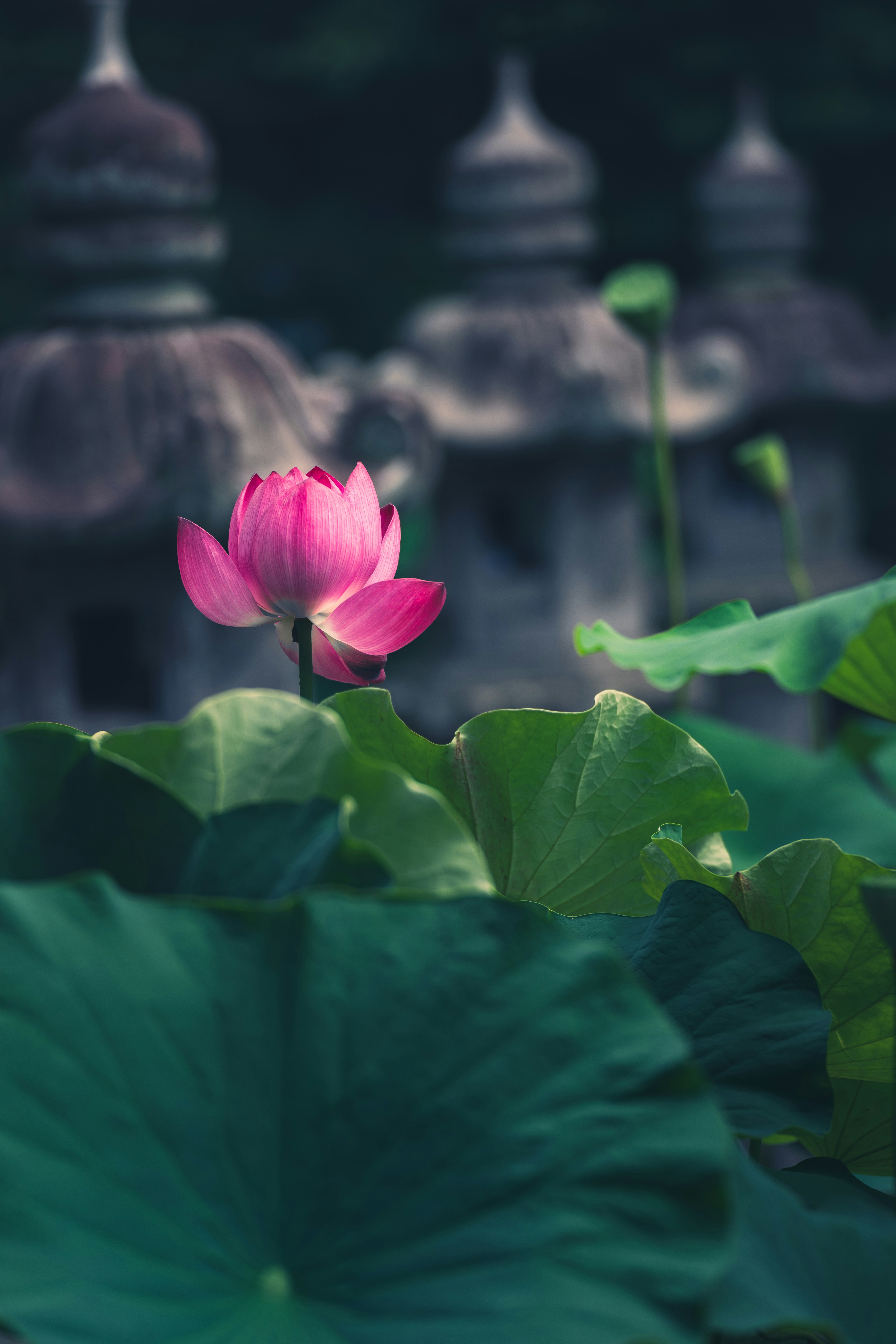 A pink flower sitting on top of a lush green leaf covered field