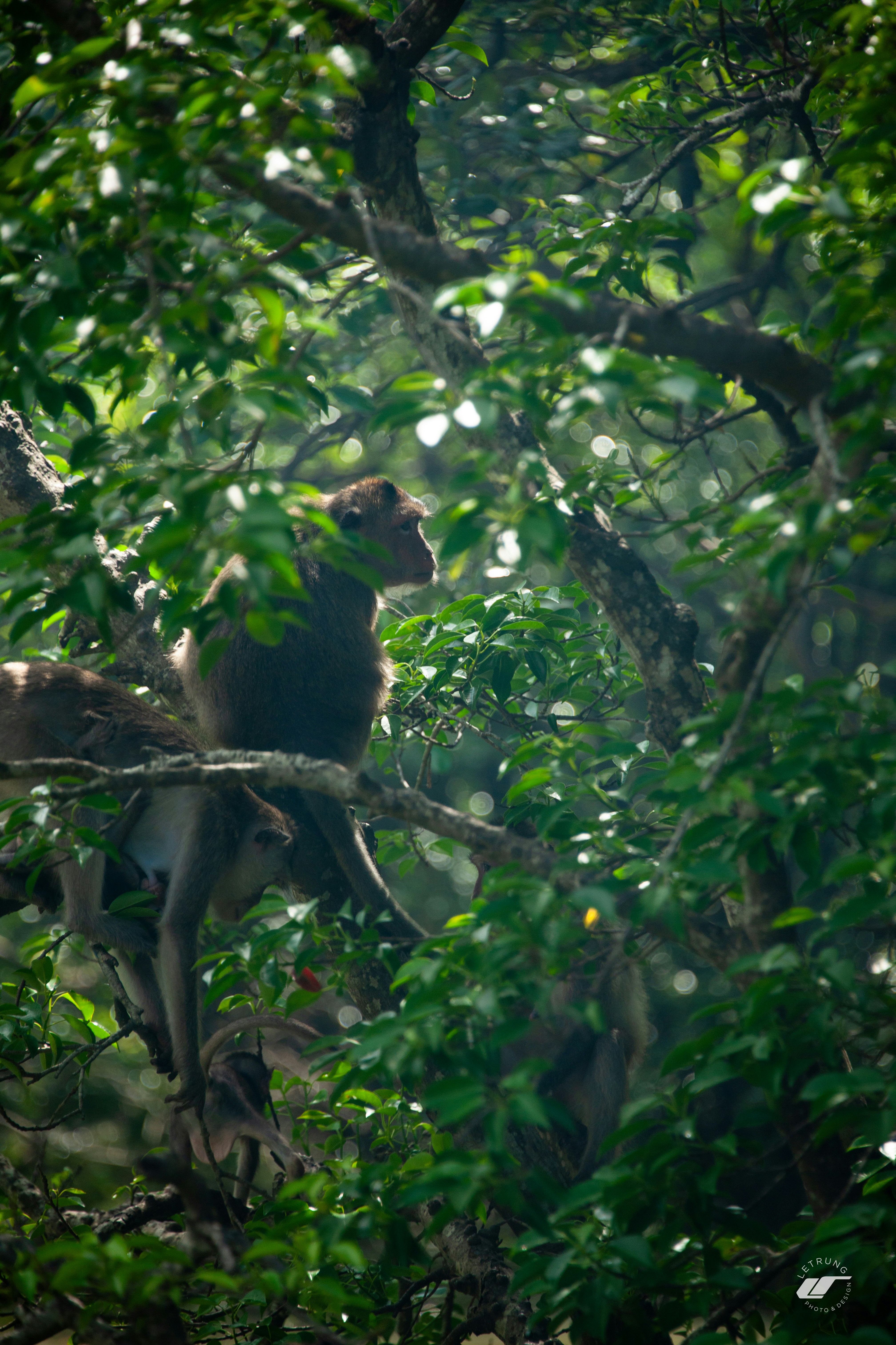 Ein Affe, der auf einem Ast in einem Wald sitzt