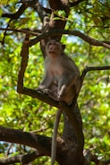 A monkey sitting on a tree branch in a forest