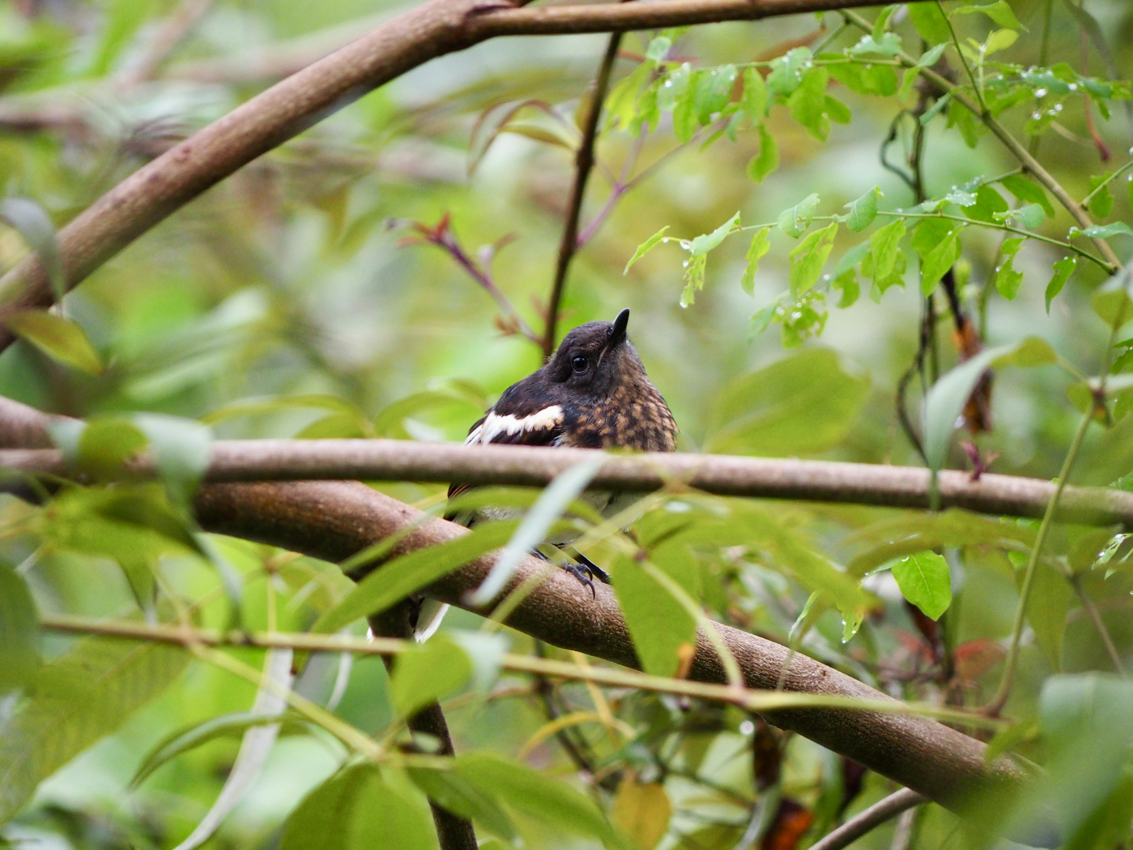 A bird sitting on a branch in a tree