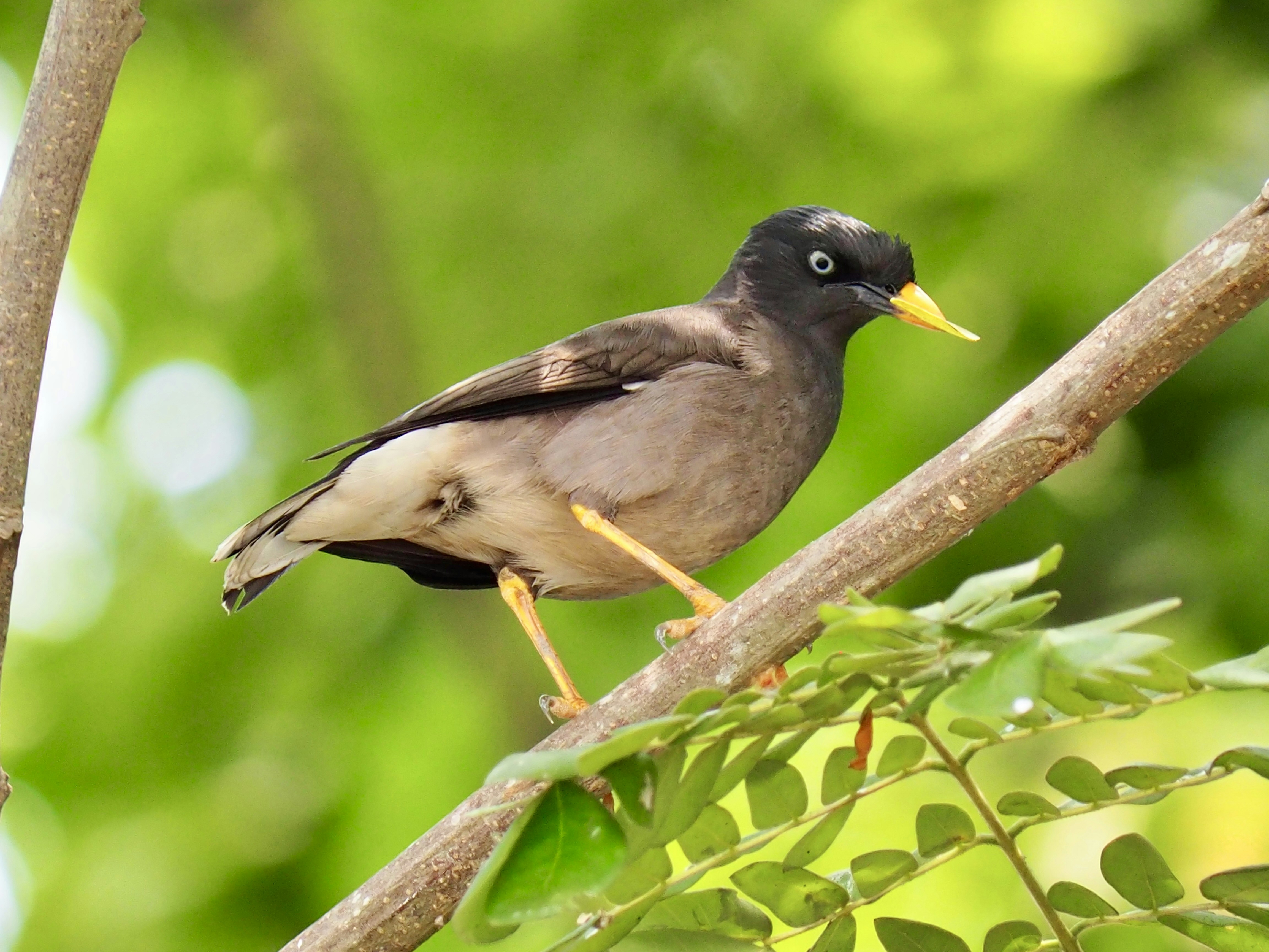 A bird perched on a branch in a tree