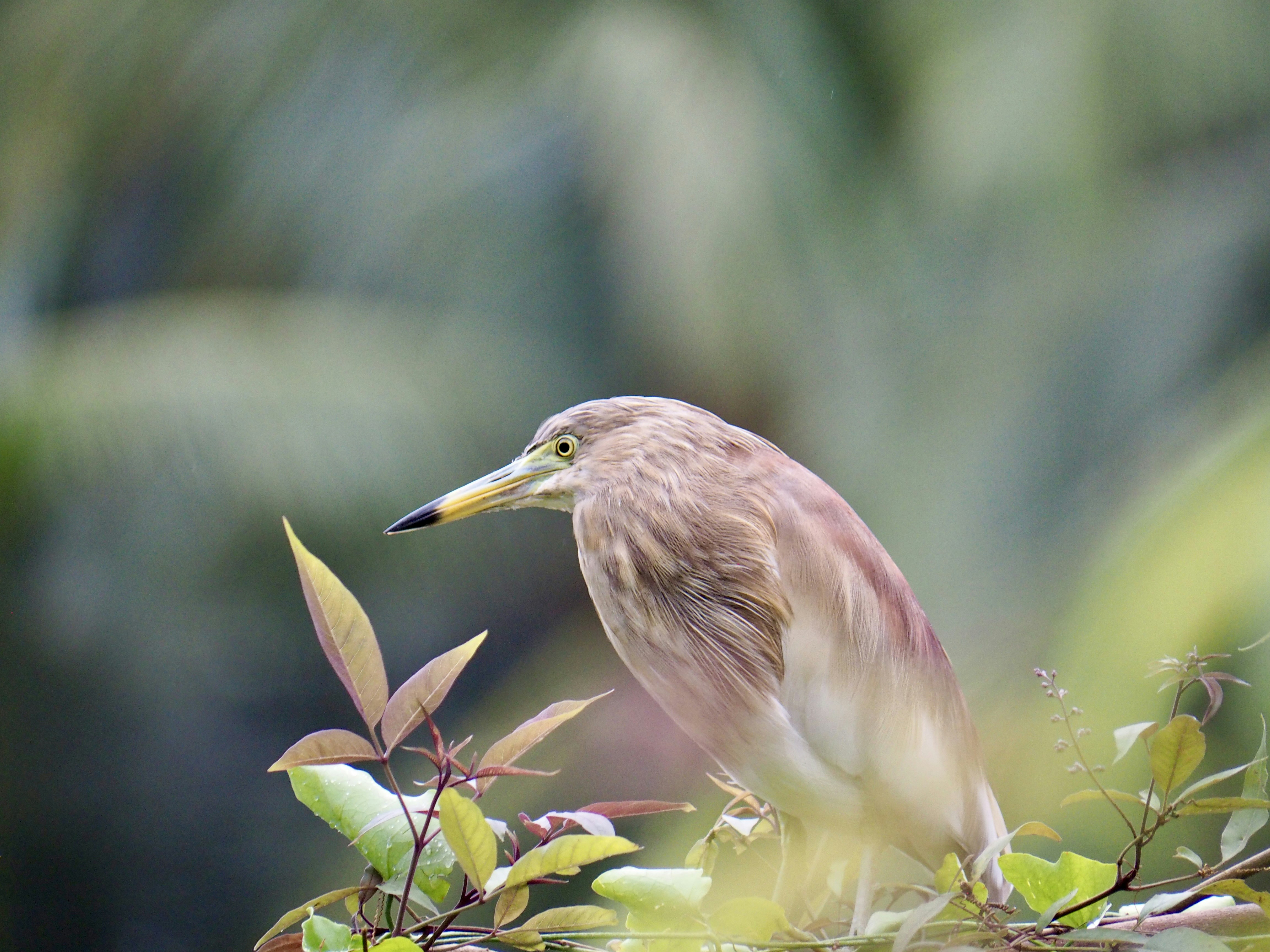 A bird perched on top of a tree branch