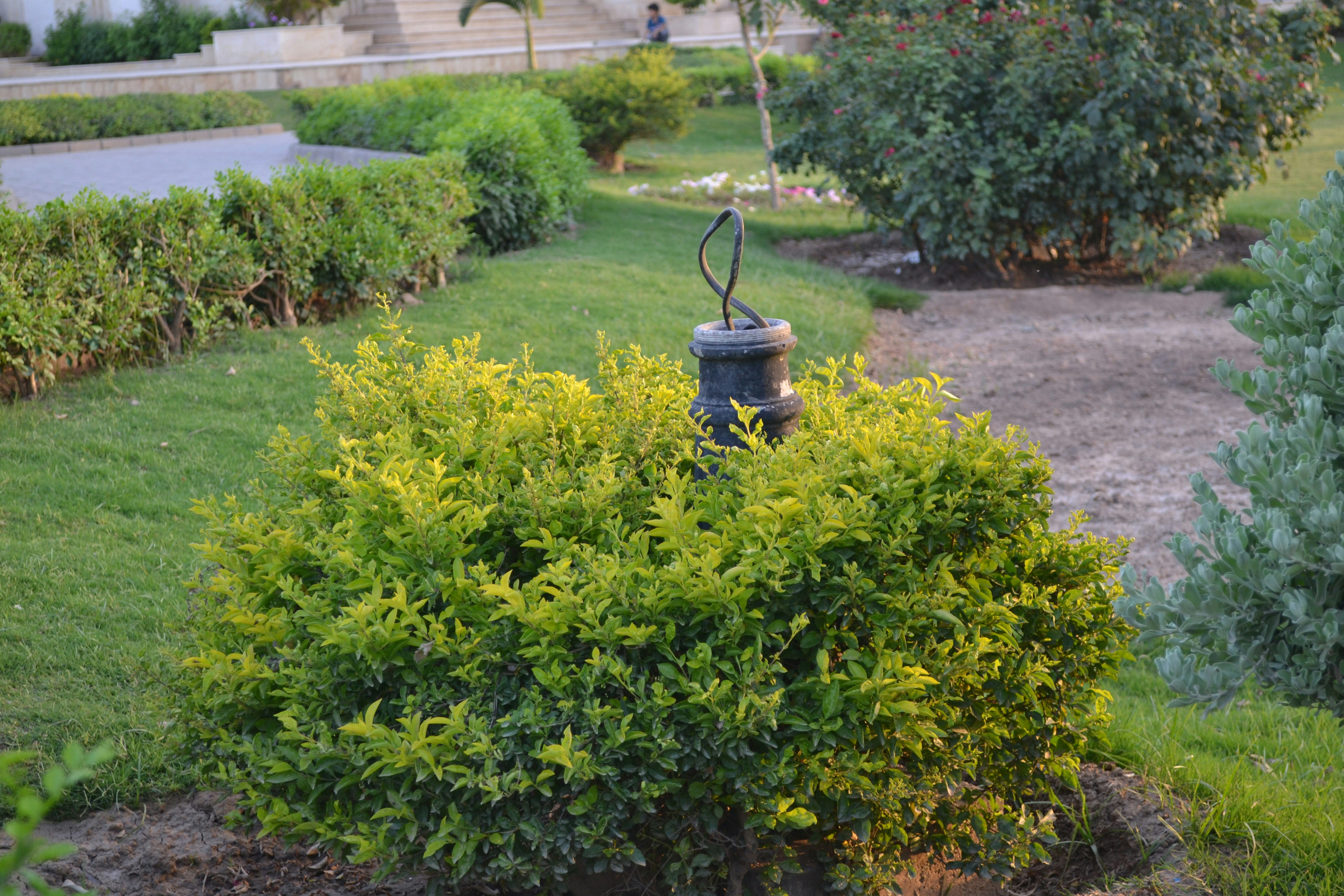 A black fire hydrant sitting in the middle of a garden