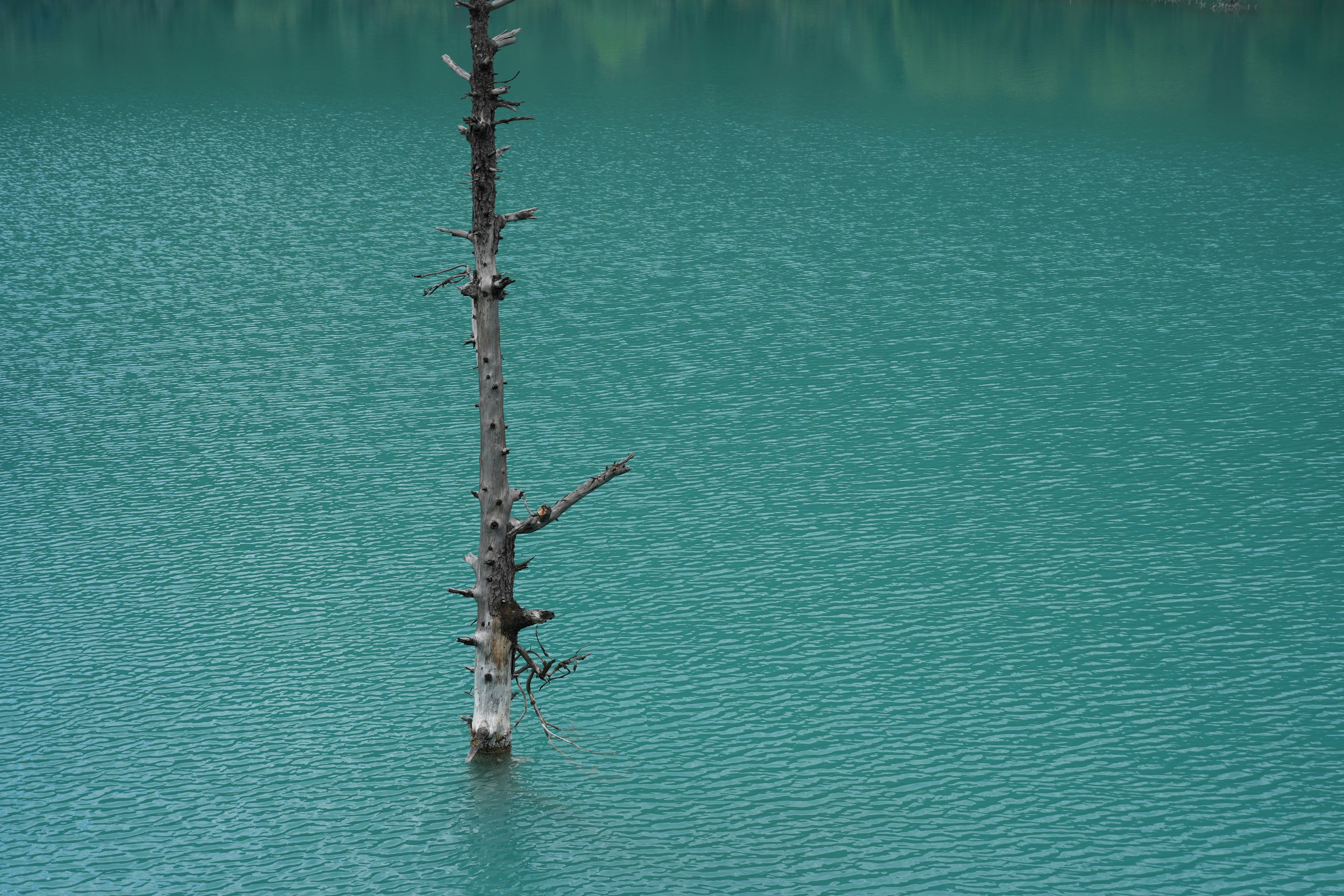 A lone tree in the middle of a lake