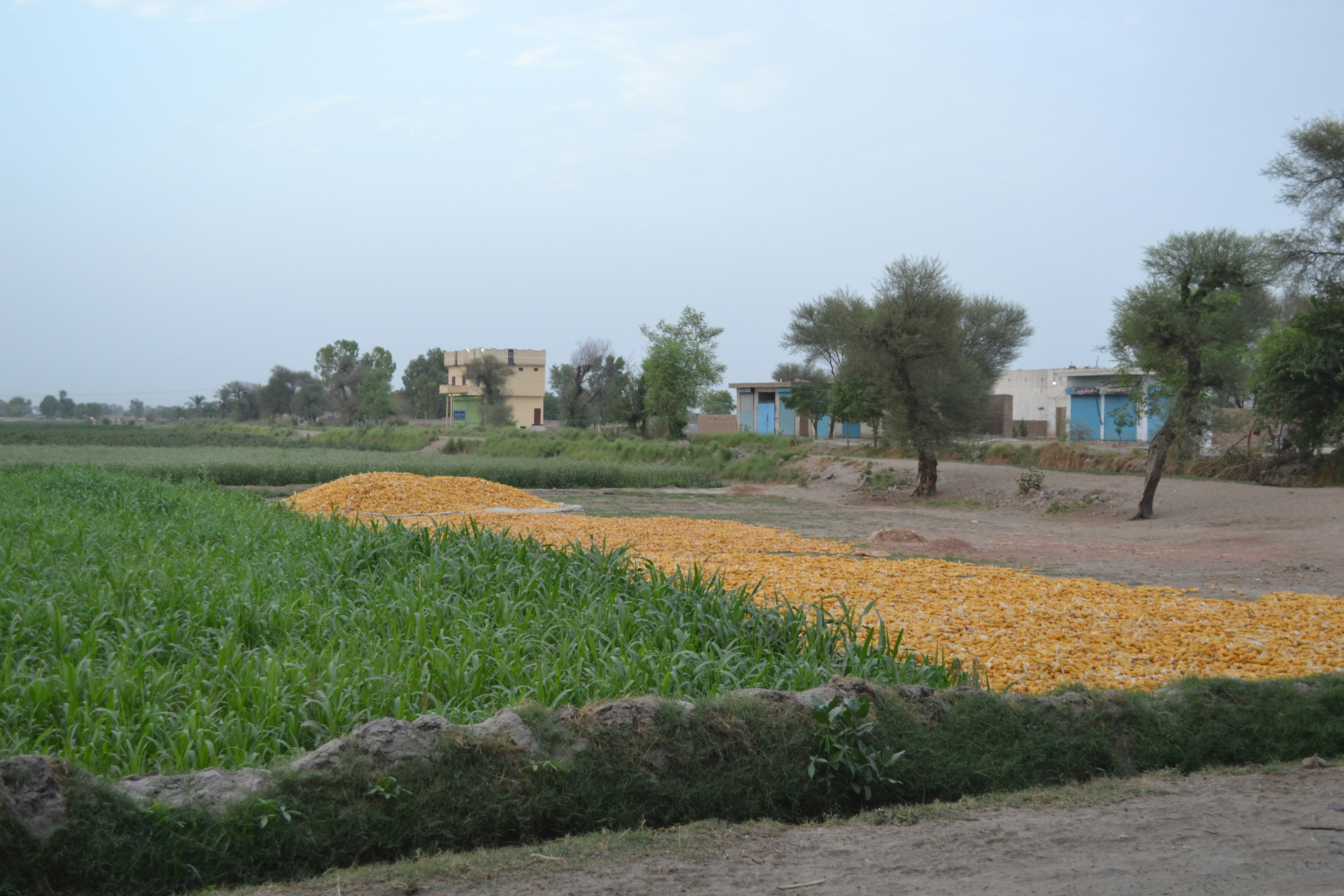 Premium Indian Agri-Commodities