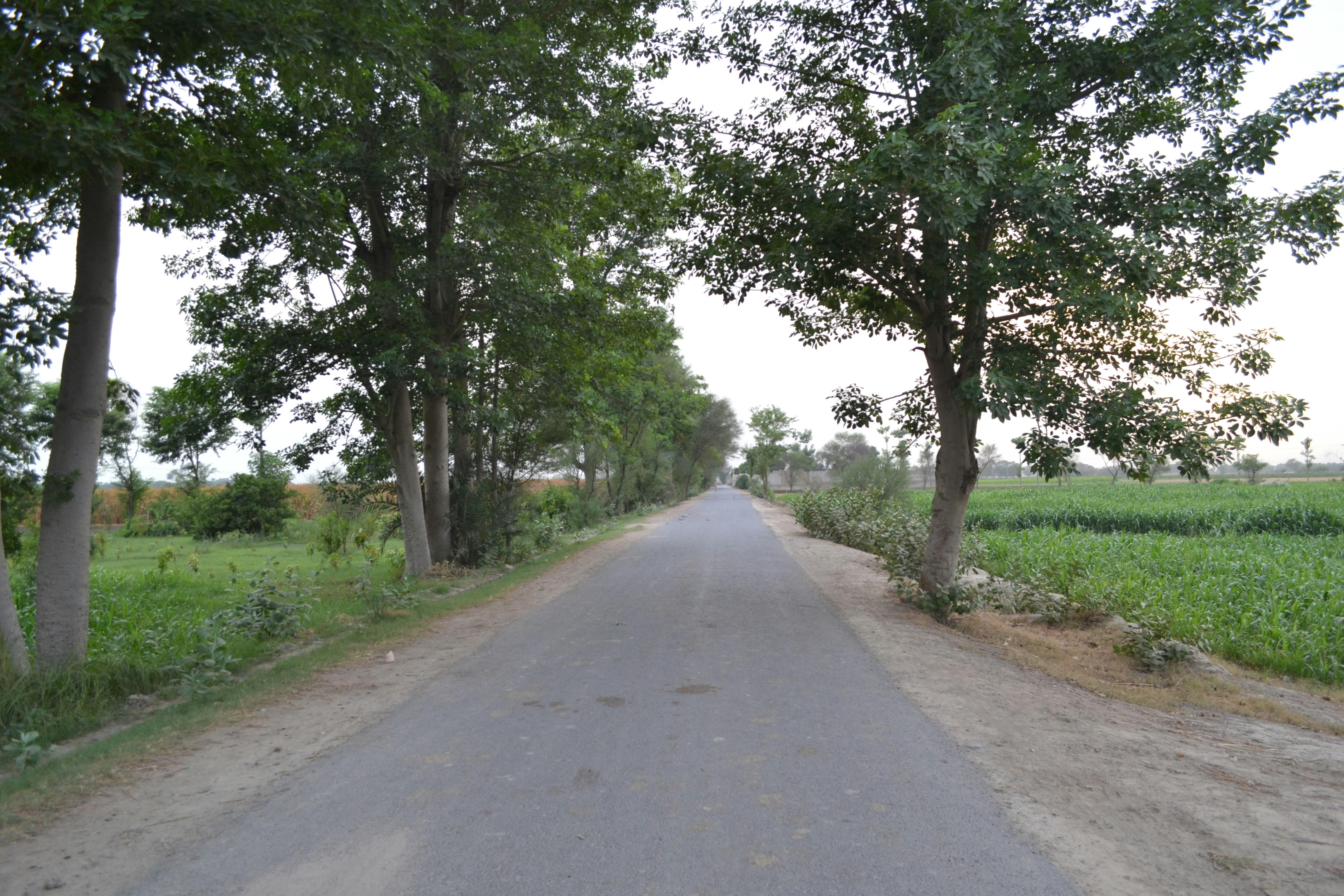 A street with trees on both sides of it