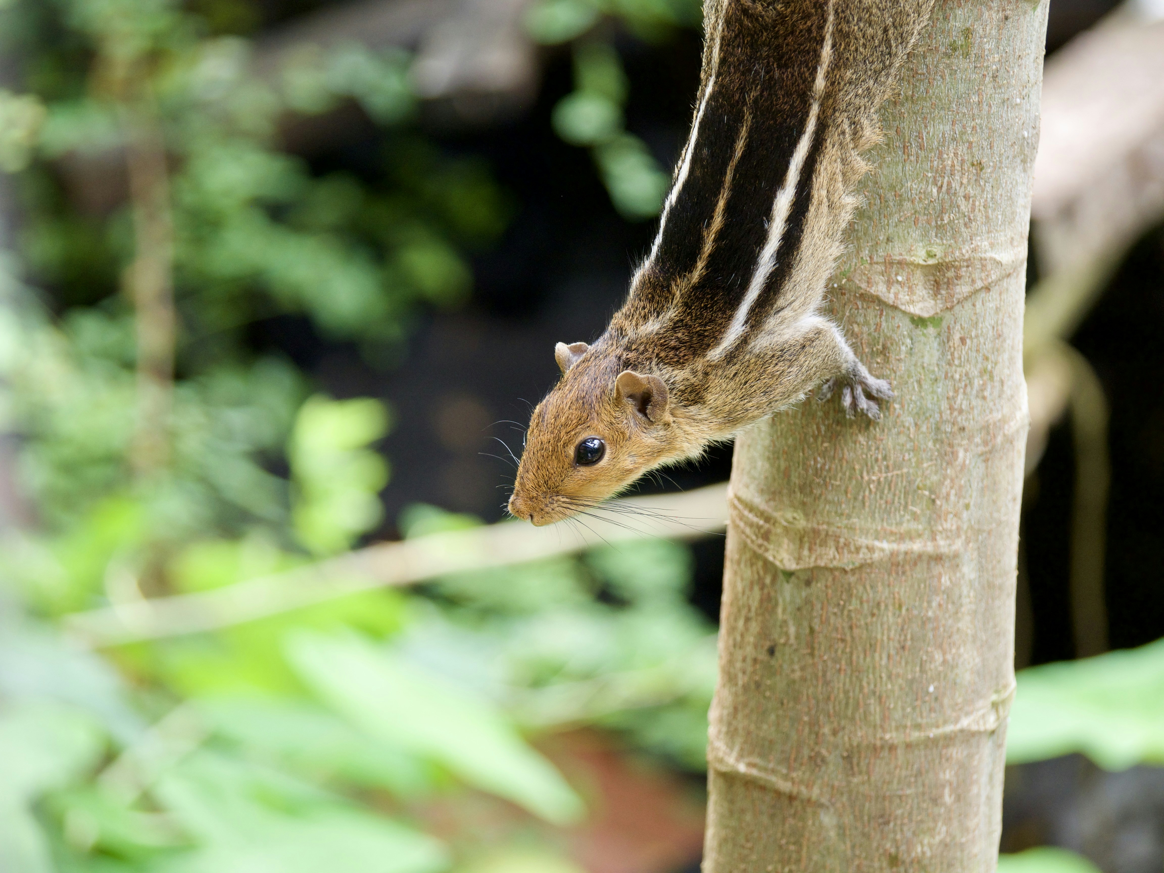 A small rodent climbing up the side of a tree