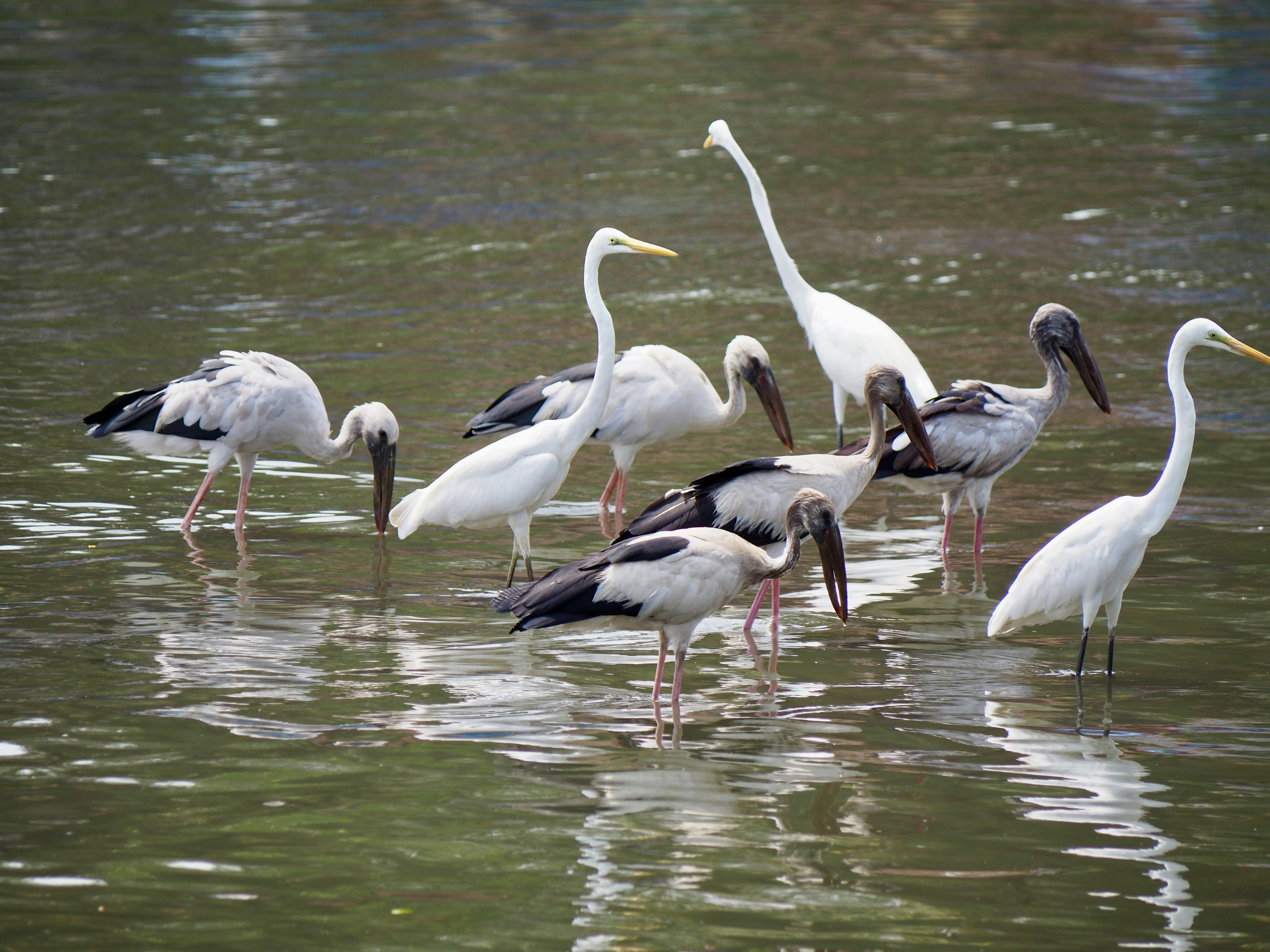 A flock of birds standing on top of a body of water
