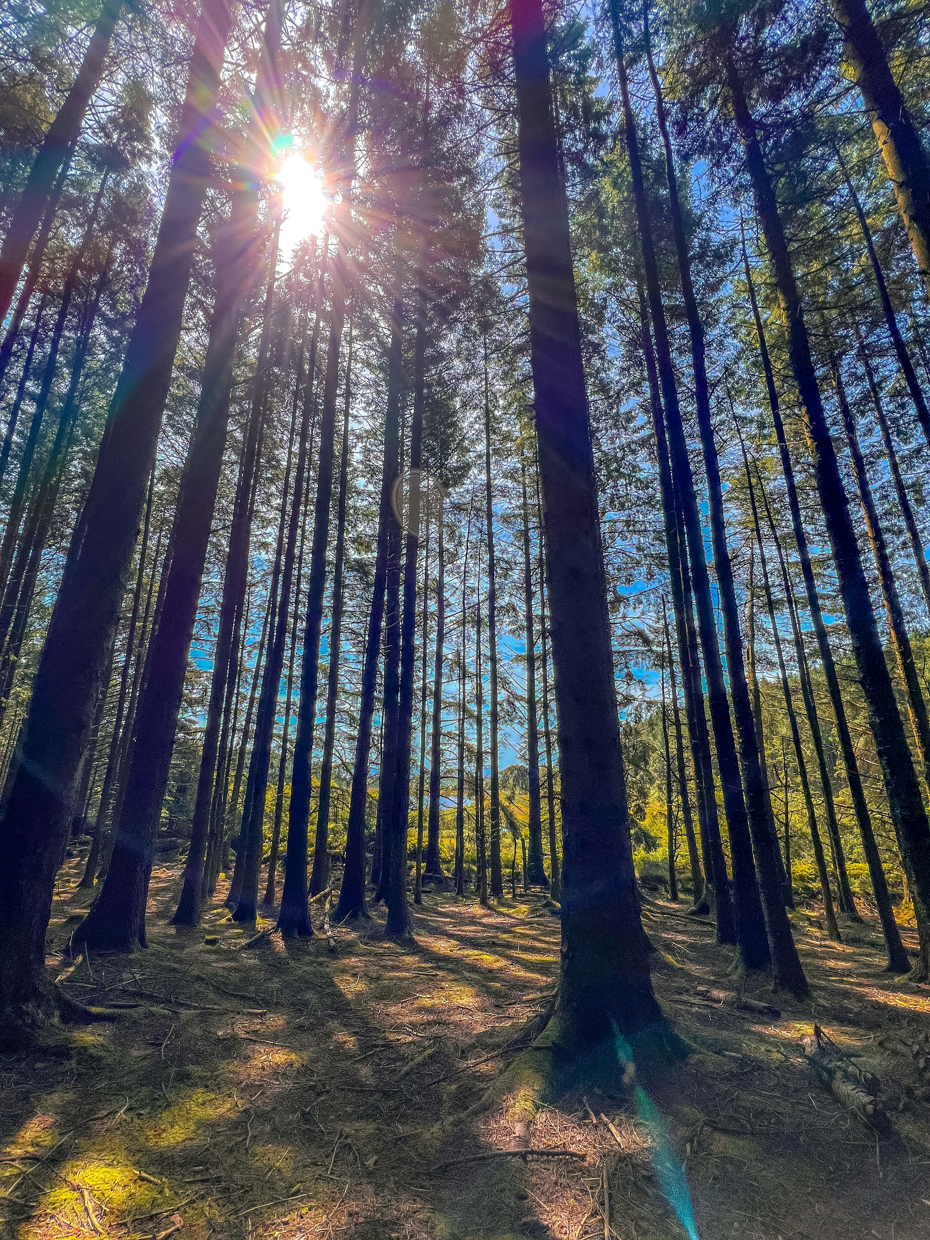 Sunlight streaming through tall evergreen forest with green undergrowth, bright airy woodland scene, Pacific Northwest forest