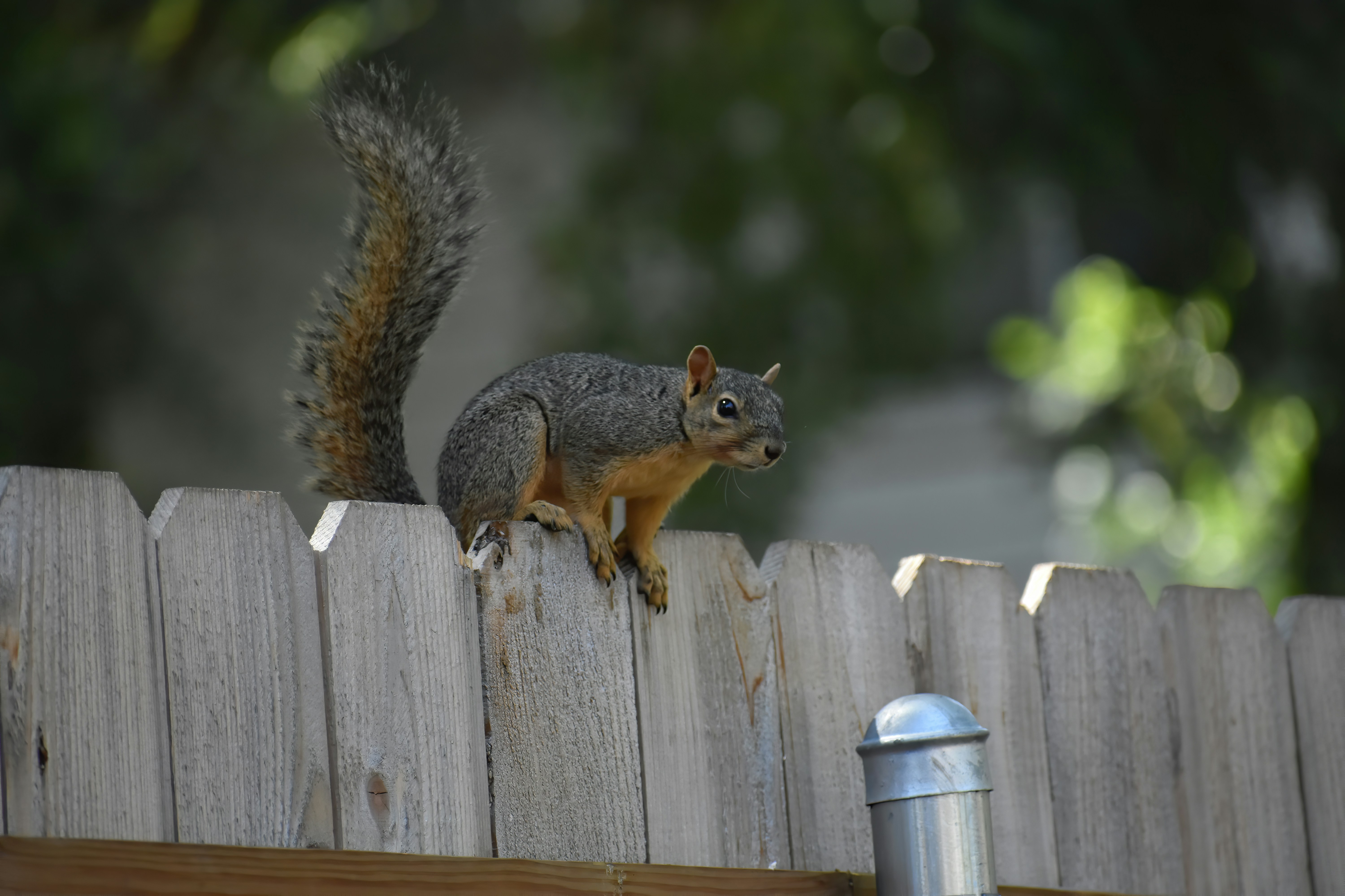 Fox squirrel on top of a wooden fence