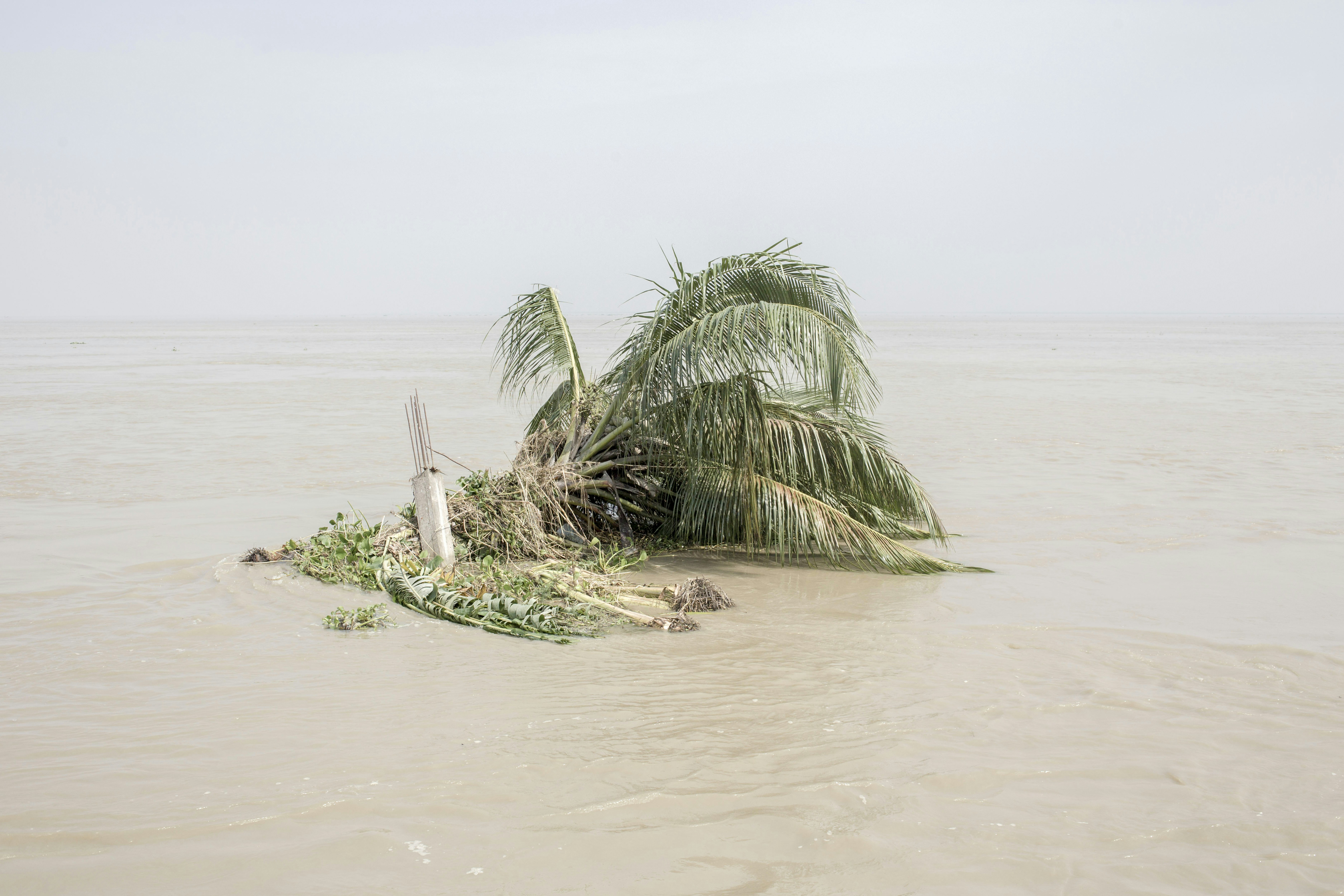 A palm tree in the middle of a body of water