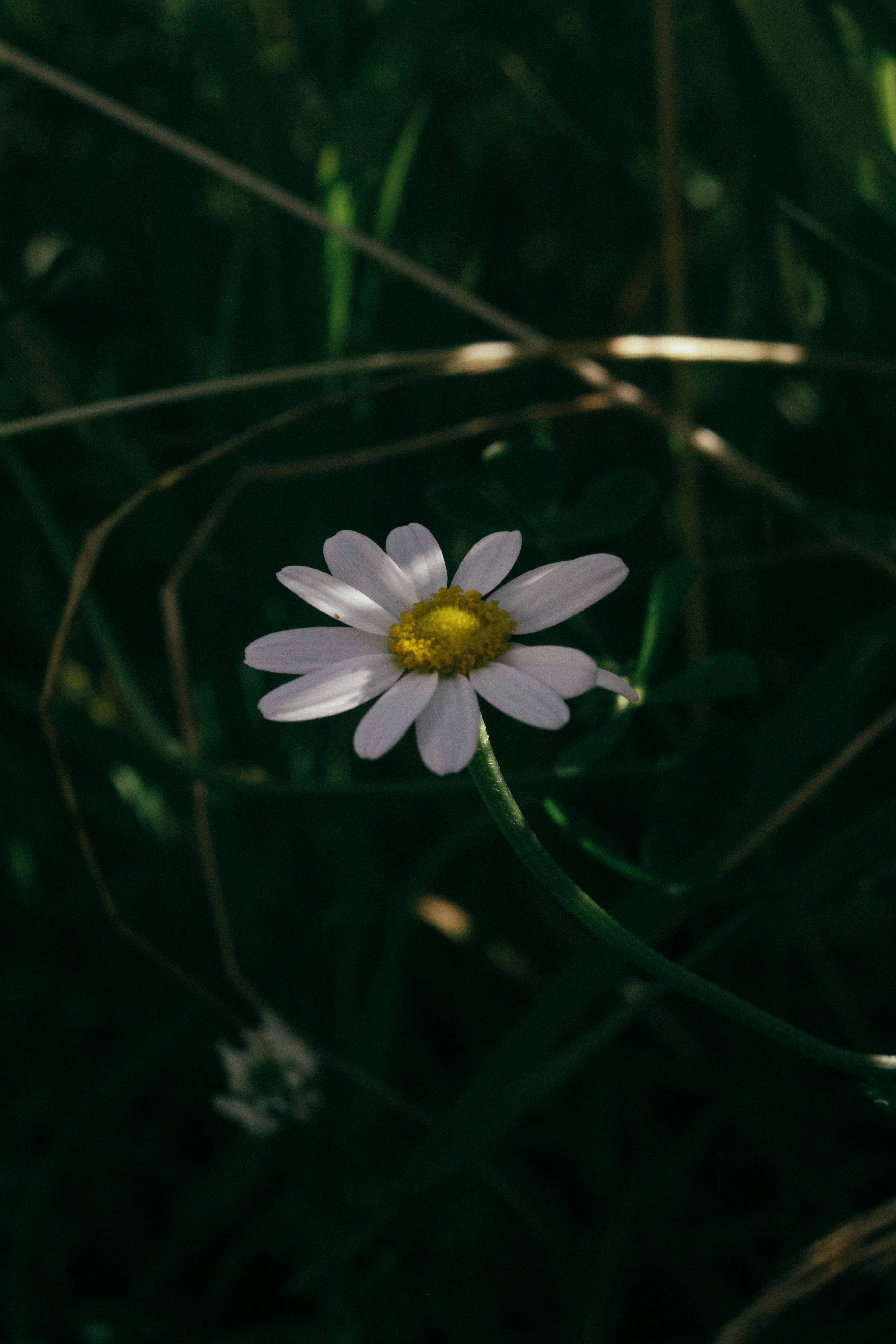 Photo by juliearangio