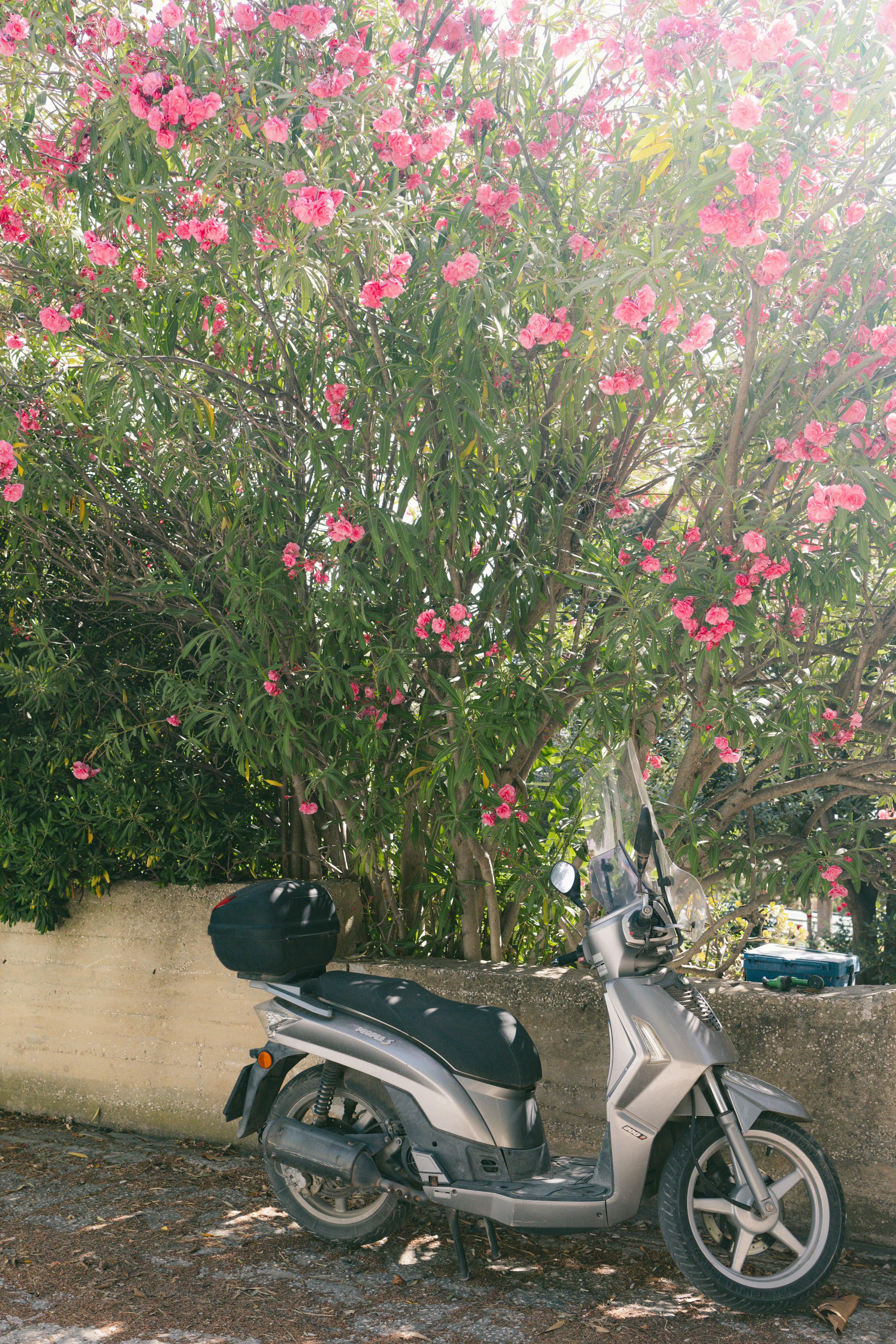 A scooter parked next to a tree with pink flowers photo – Free Flower ...