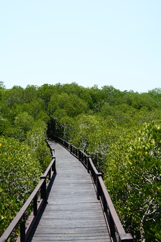 A wooden walkway in the middle of a forest