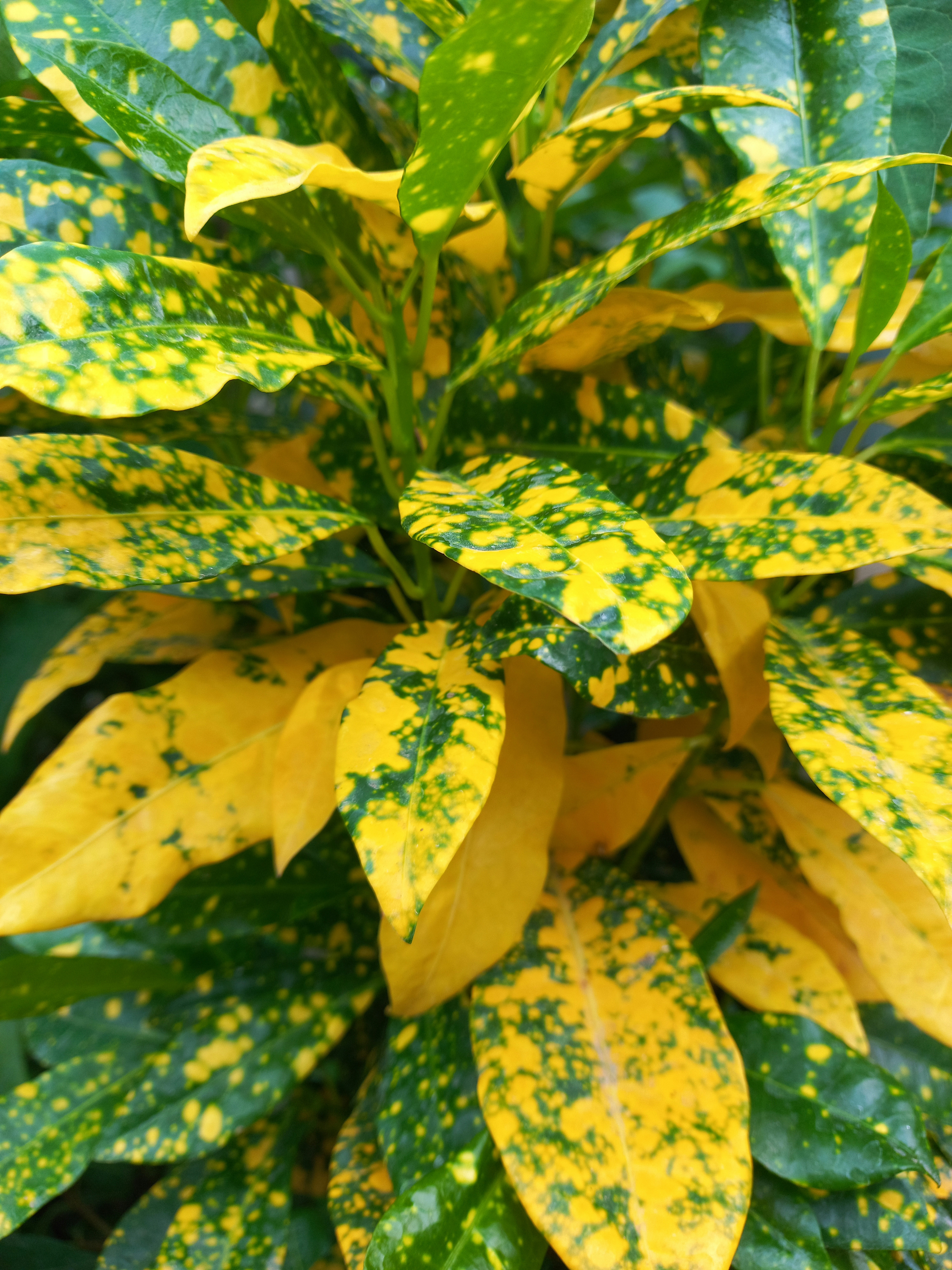 alocasia frydek variegata warum so teuer Alocasia 'Frydek' Variegata – Foliage Factory
